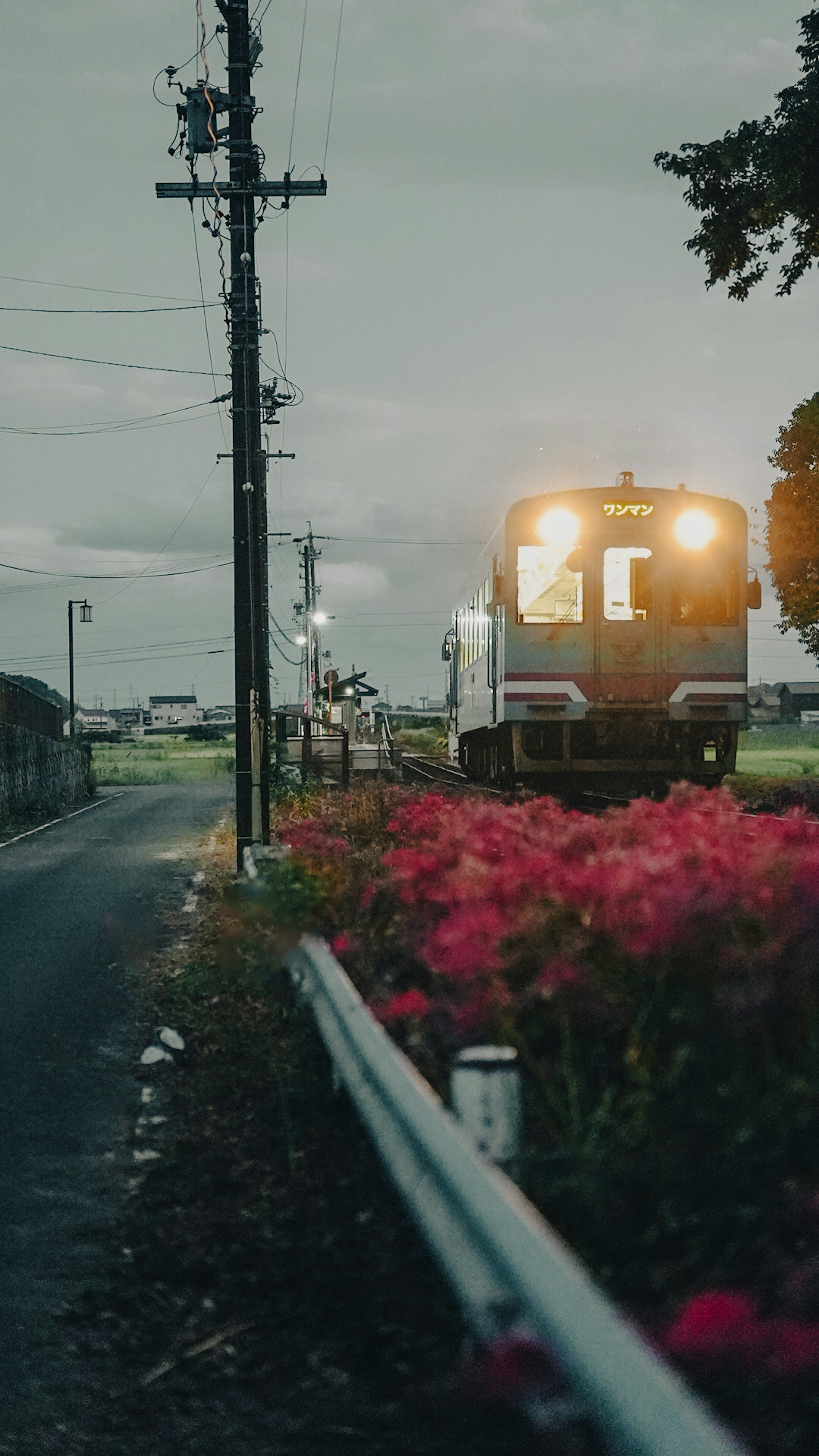 夕暮れの中を走る列車と周囲の花々