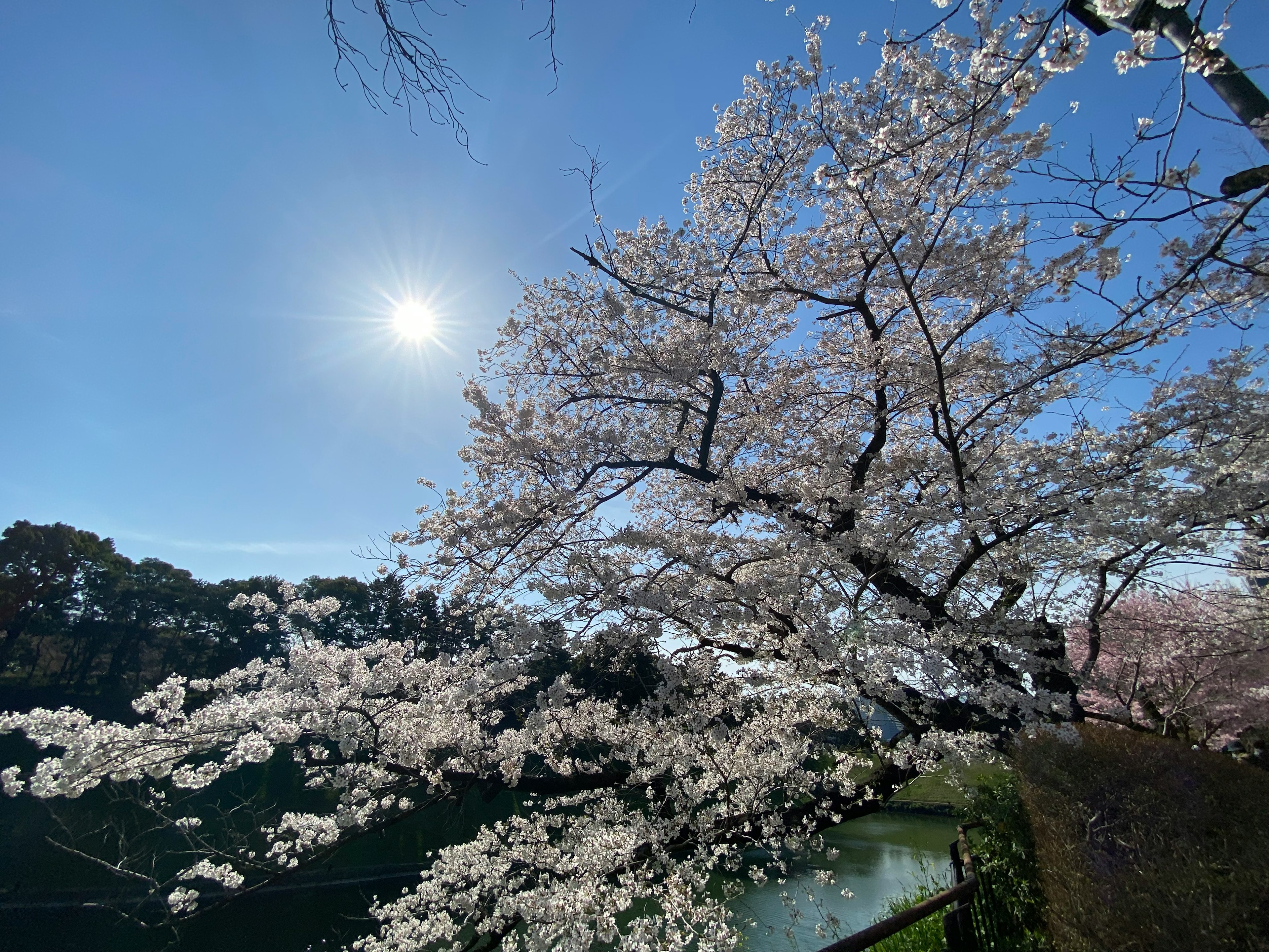 Pohon sakura yang berbunga di bawah langit biru cerah dengan matahari