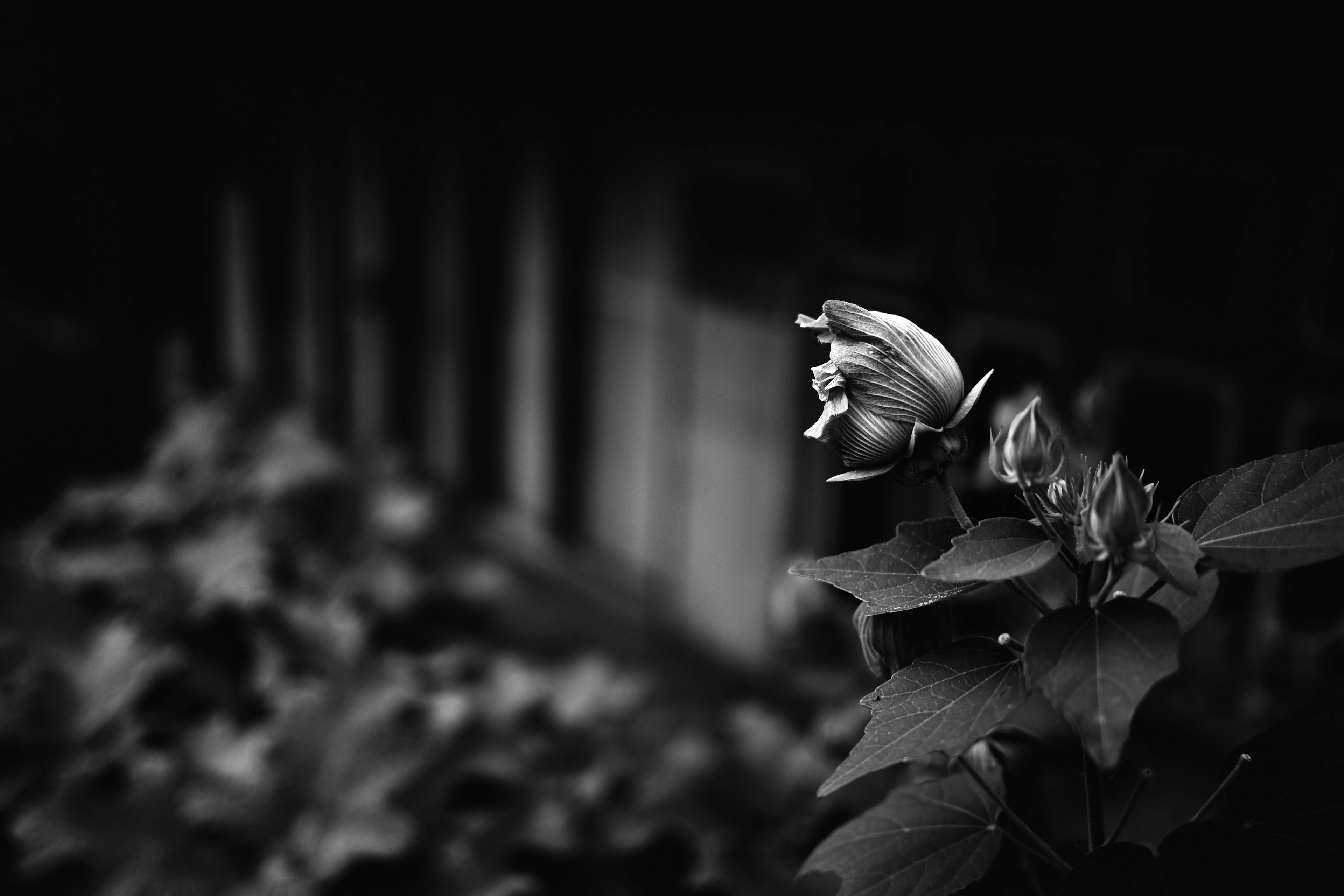 Un capullo de flor contra un fondo en blanco y negro