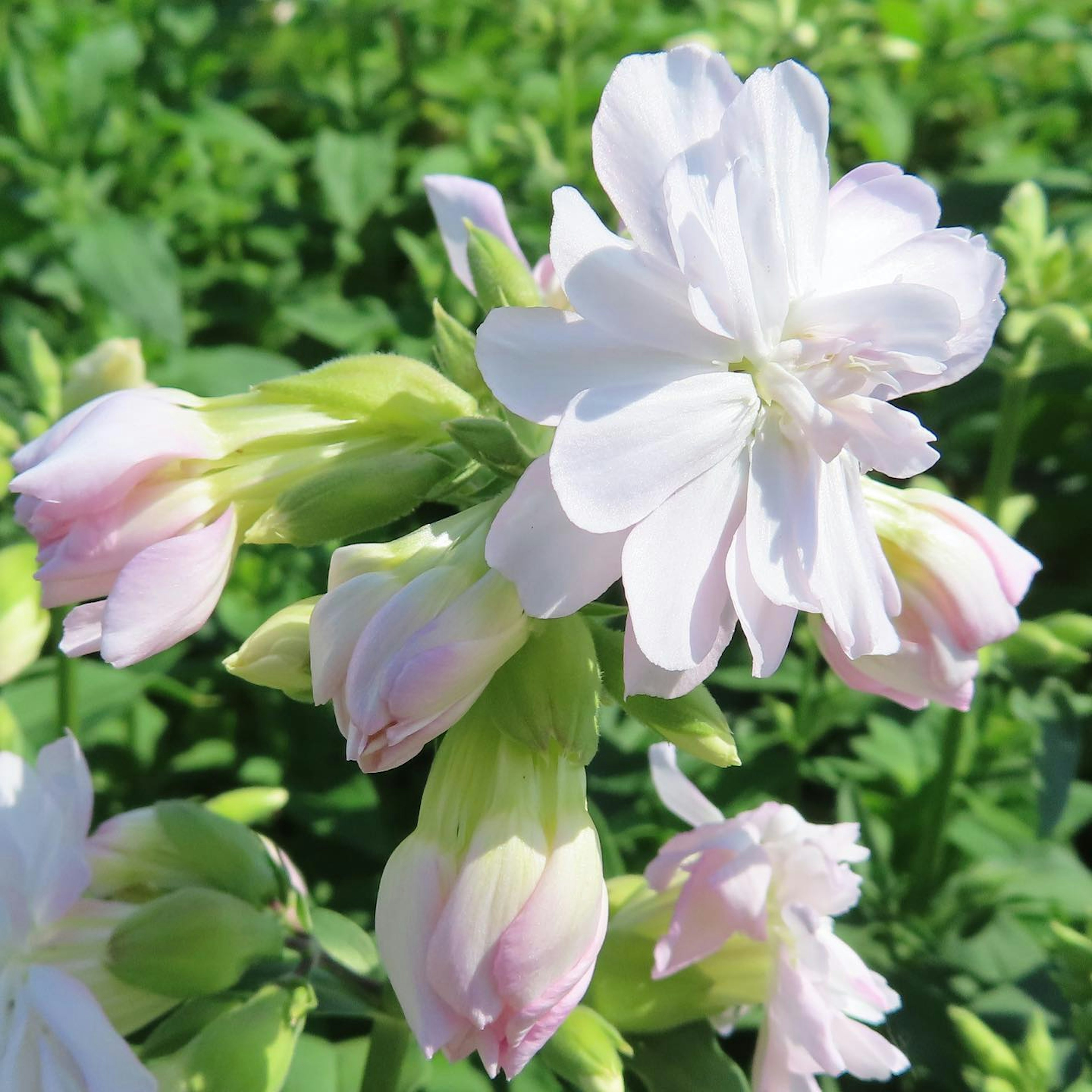 淡いピンクと白の花が咲いている植物のクローズアップ