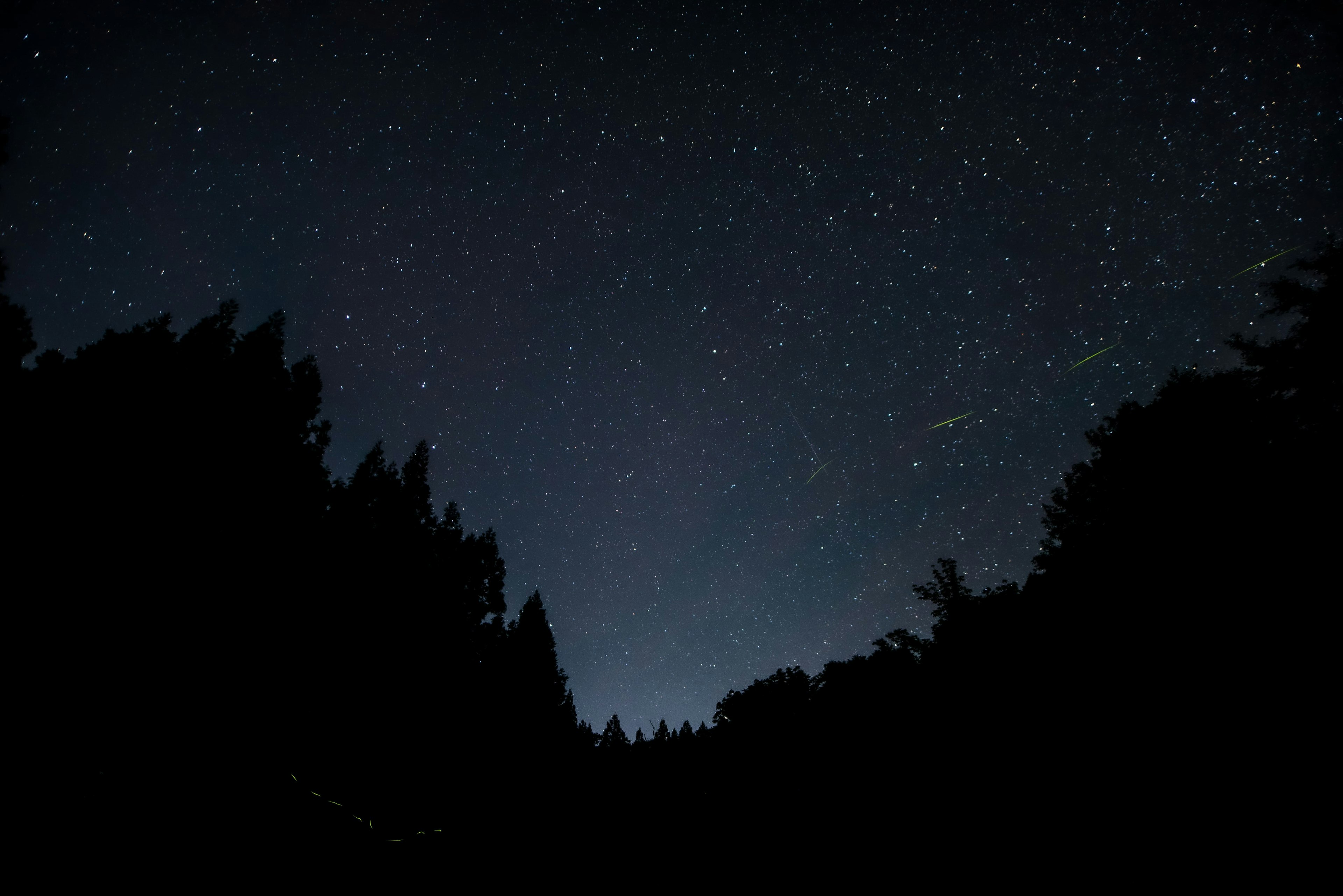 Silhouette of trees under a starry night sky