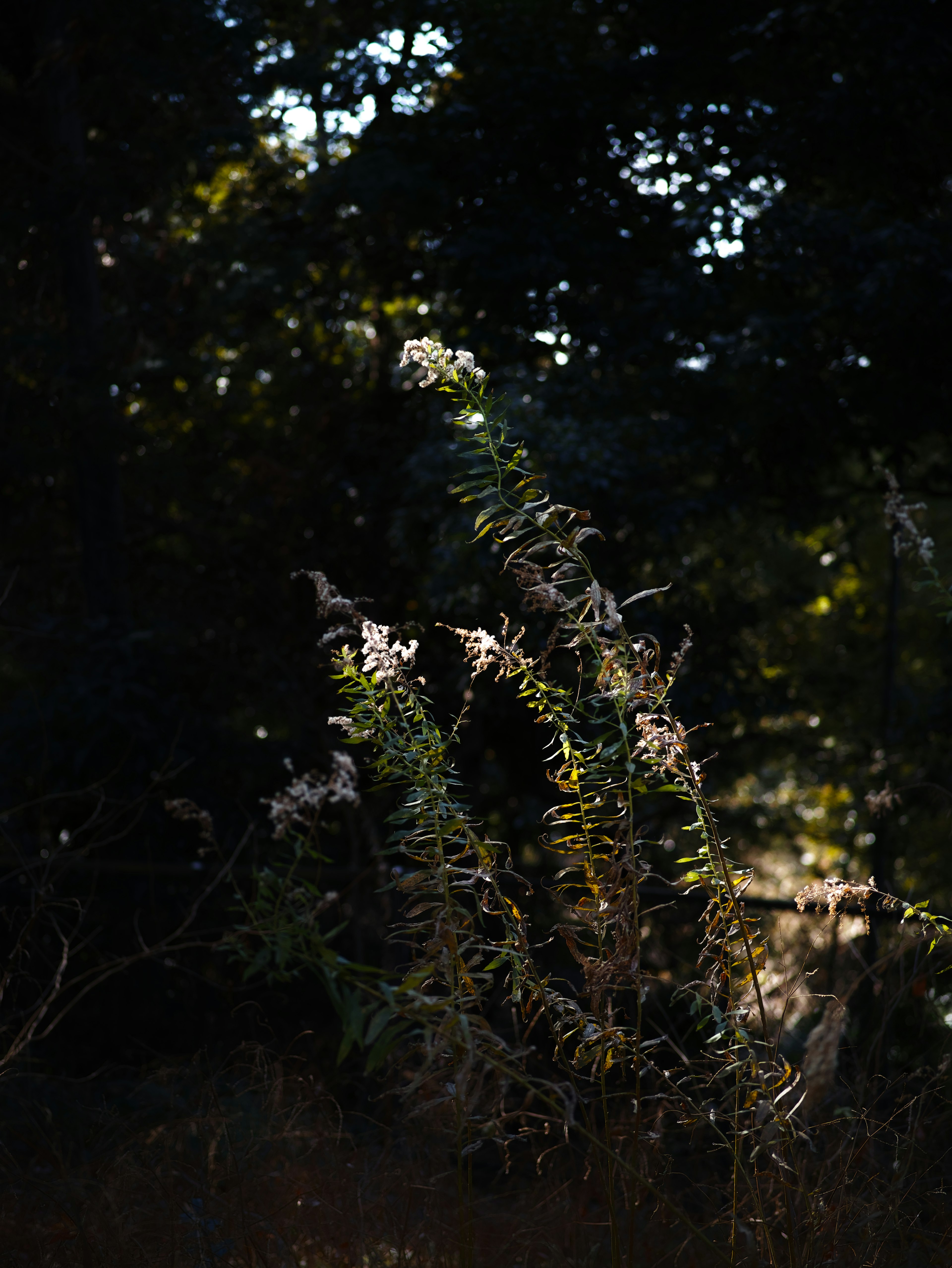 Acercamiento de una planta con flores blancas sobre un fondo oscuro