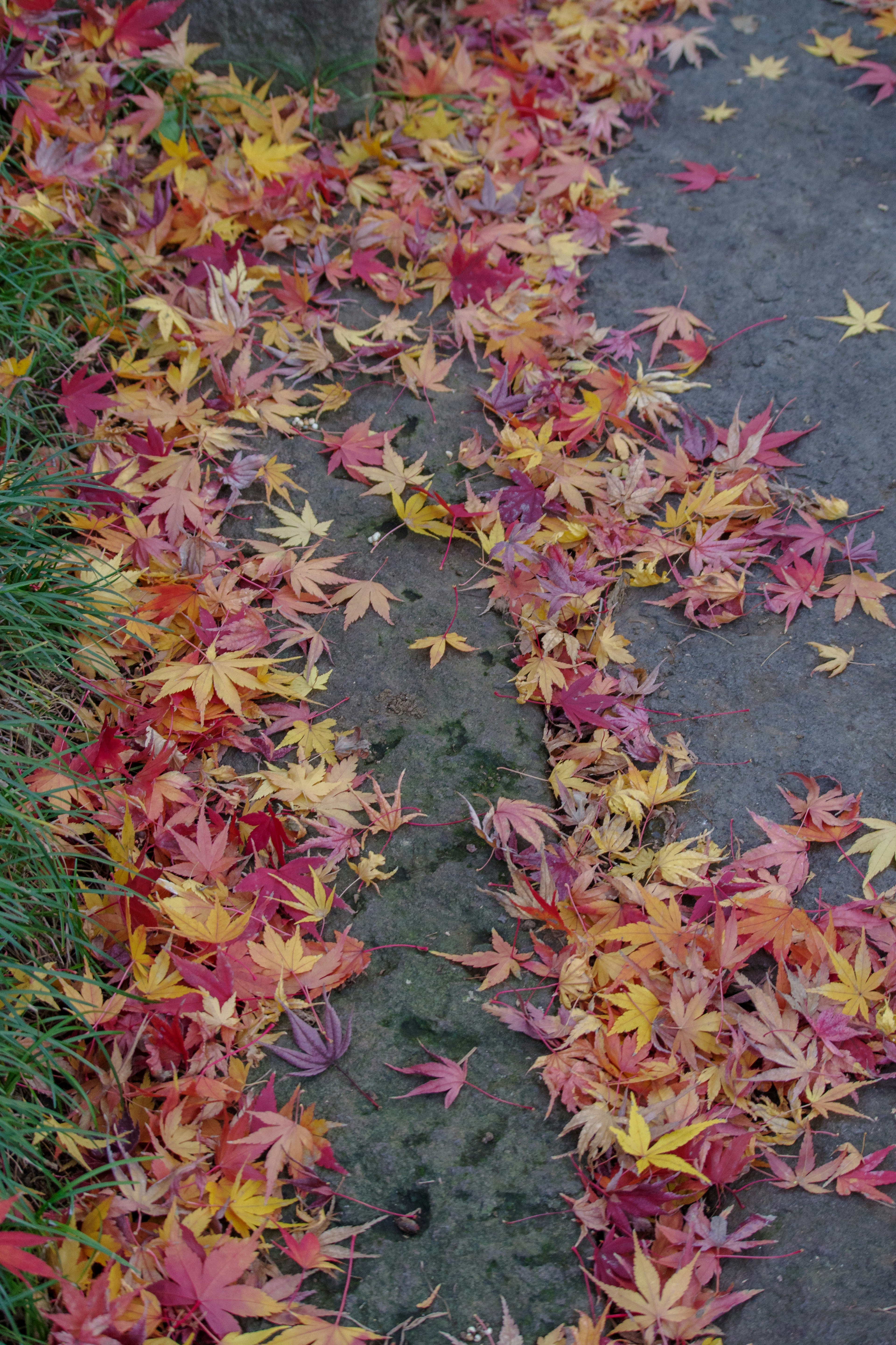 Feuilles tombées colorées éparpillées le long d'un chemin