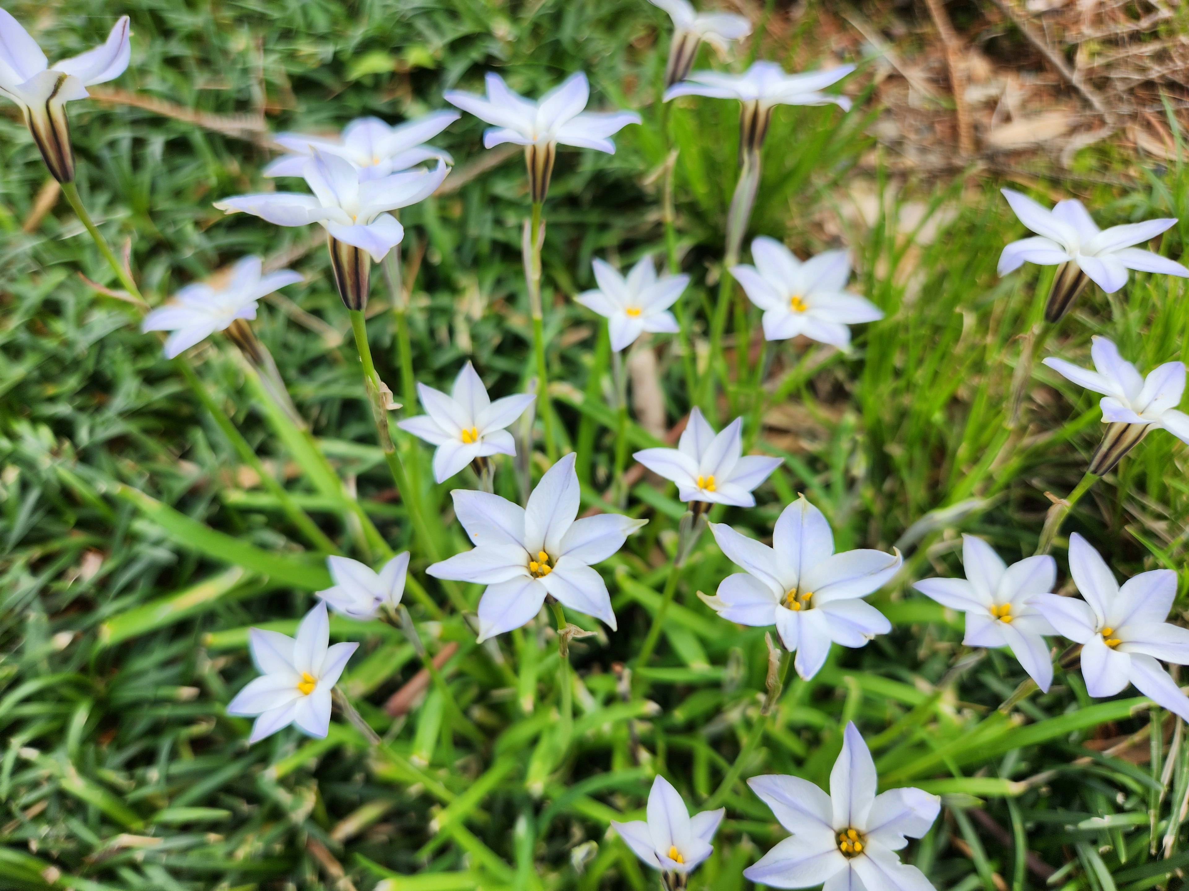 Small white flowers blooming among green grass