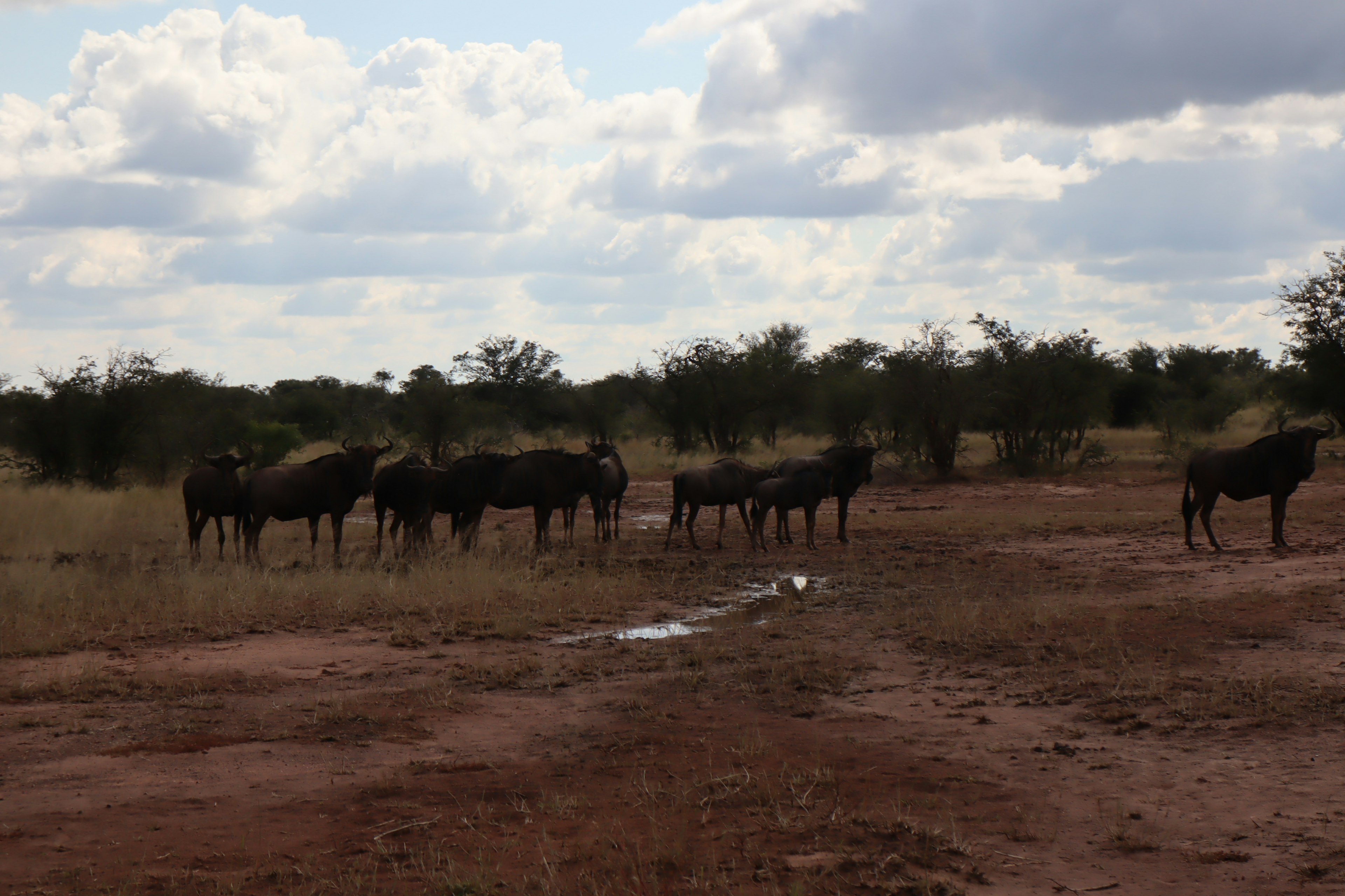 Herd von wilden Büffeln auf der Savanne unter einem blauen Himmel