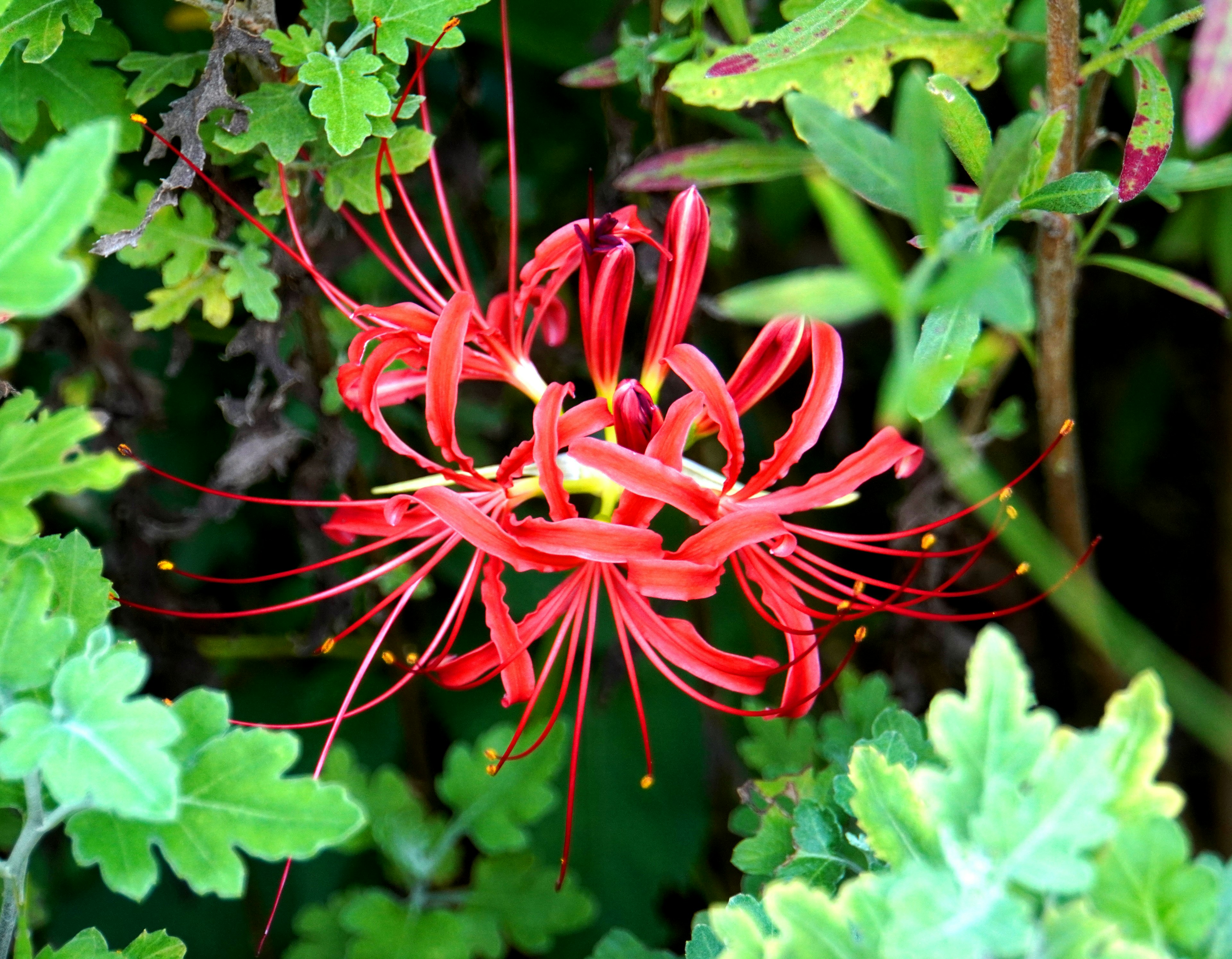 Un fiore rosso vivace circondato da foglie verdi