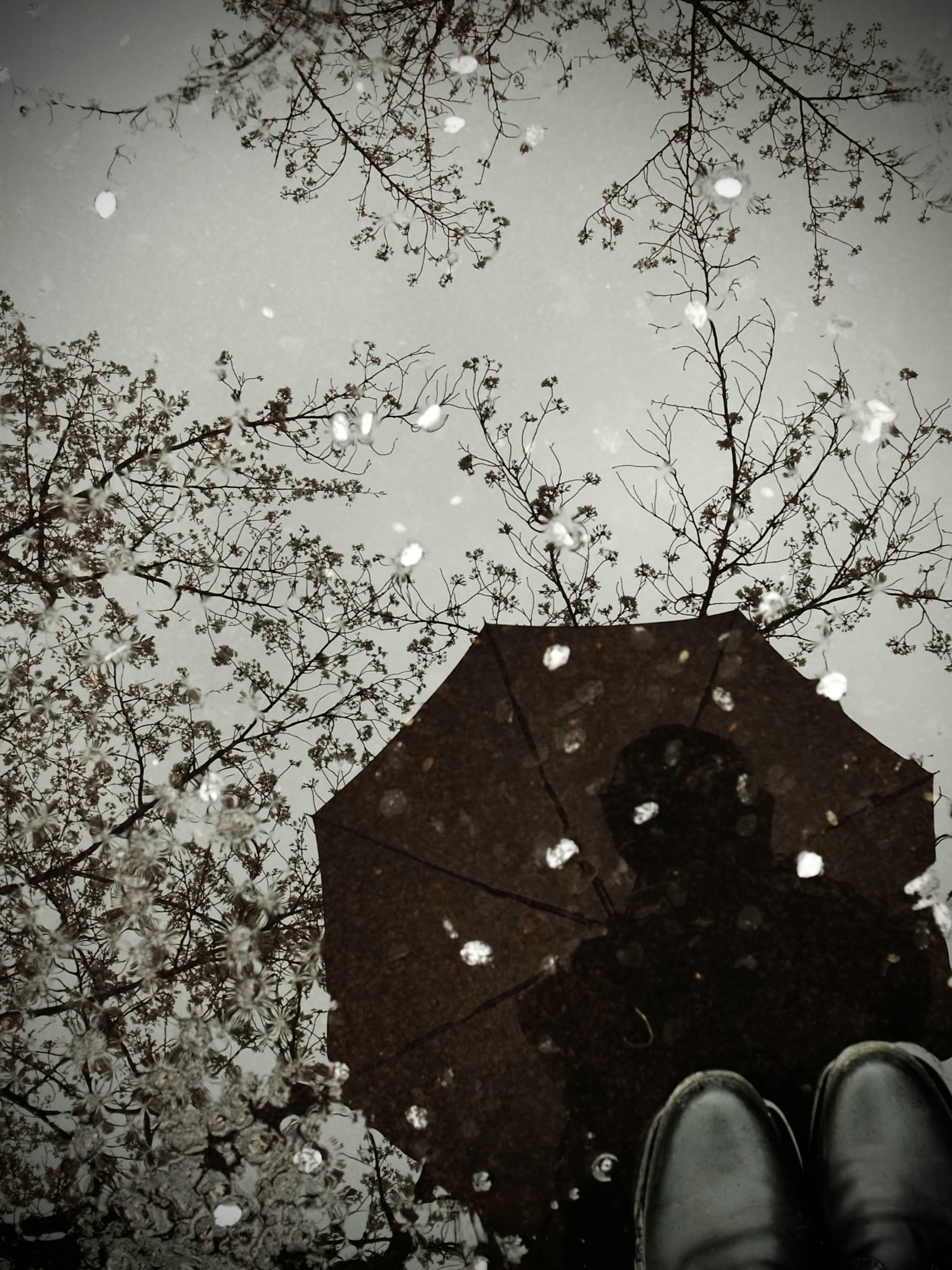 Reflection of an umbrella and boots in a puddle with petals floating