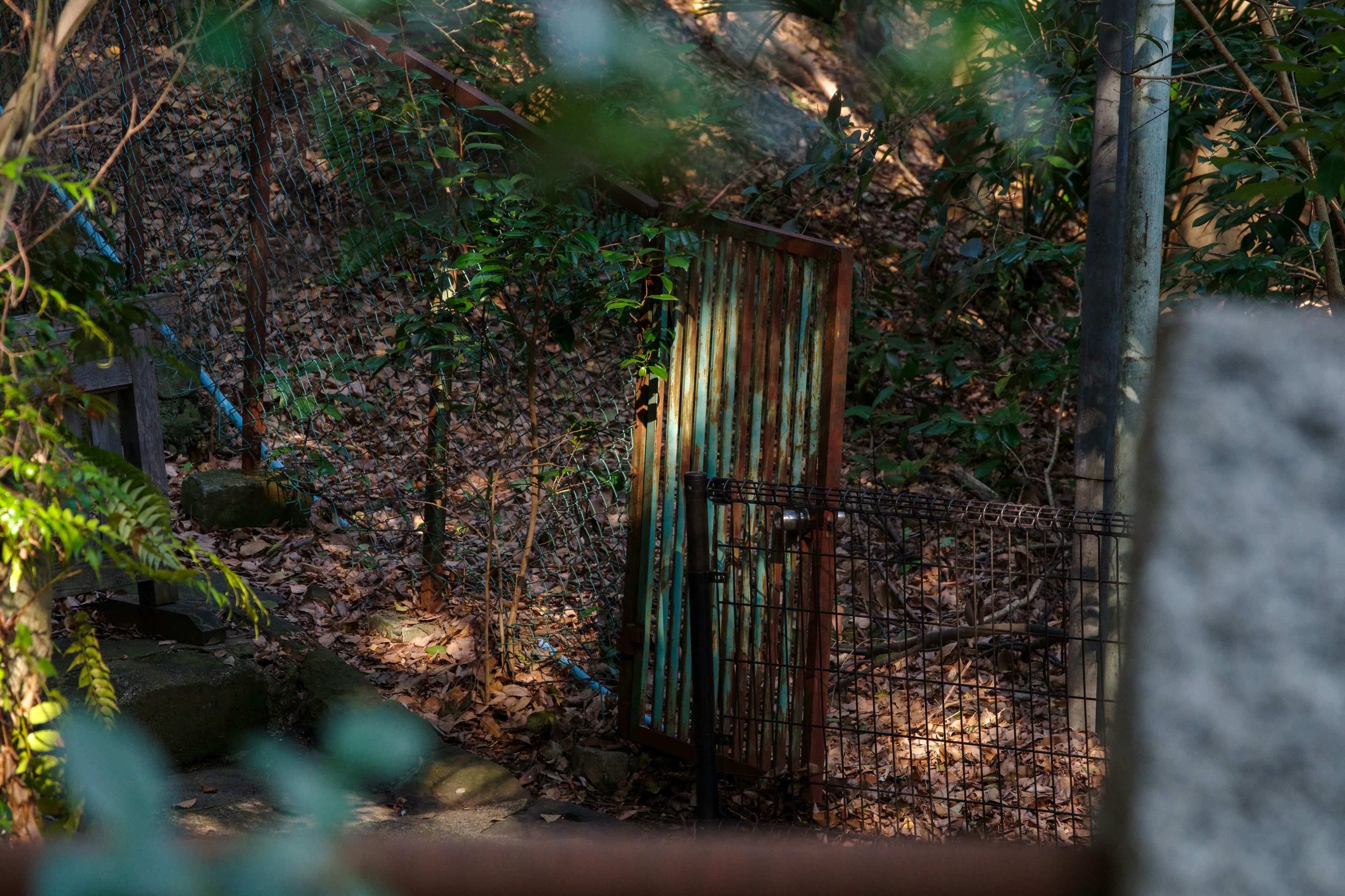 Una vecchia porta arrugginita circondata da foglie verdi in un'ambientazione forestale