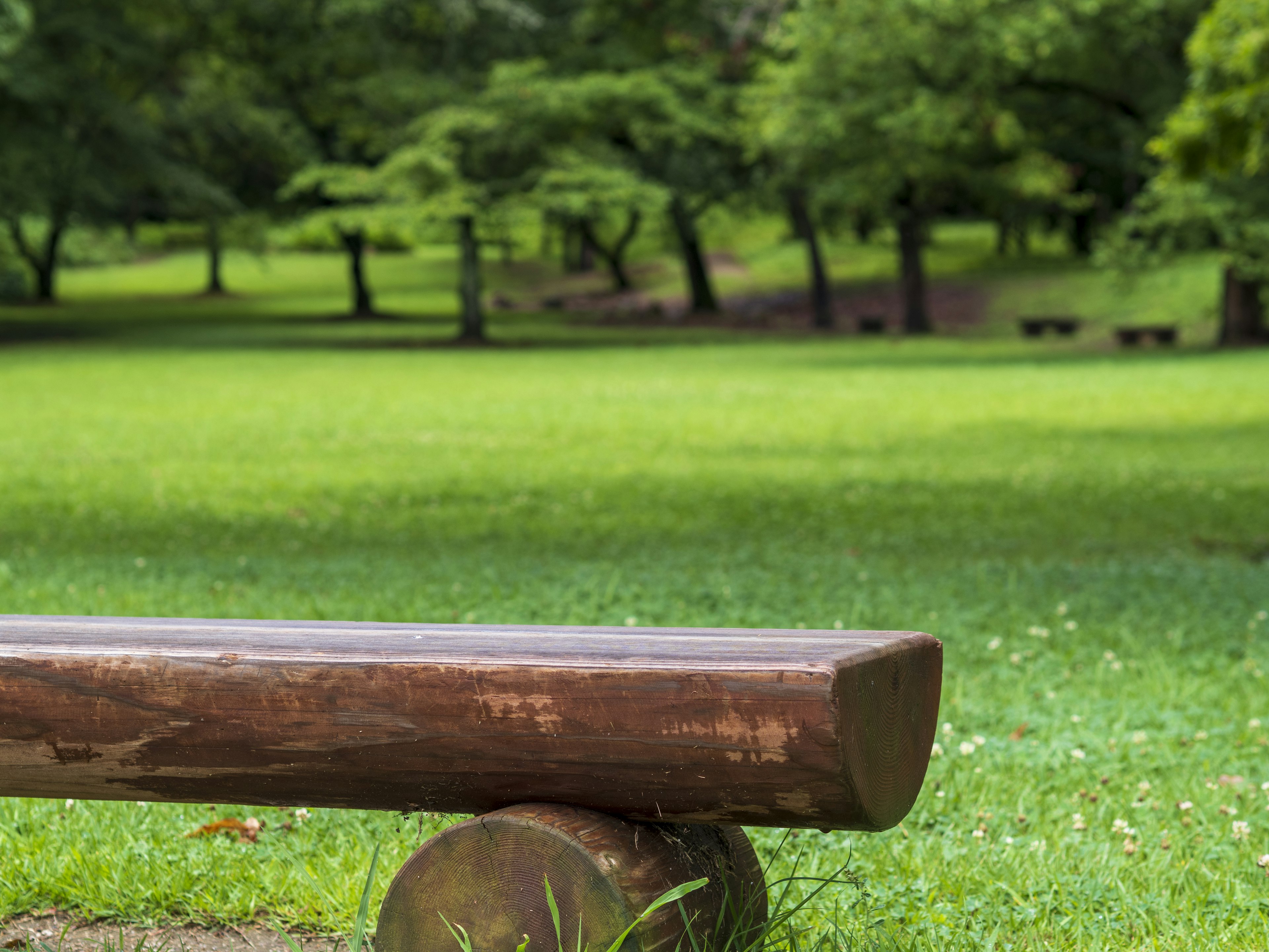 Bangku kayu di taman dengan rumput hijau