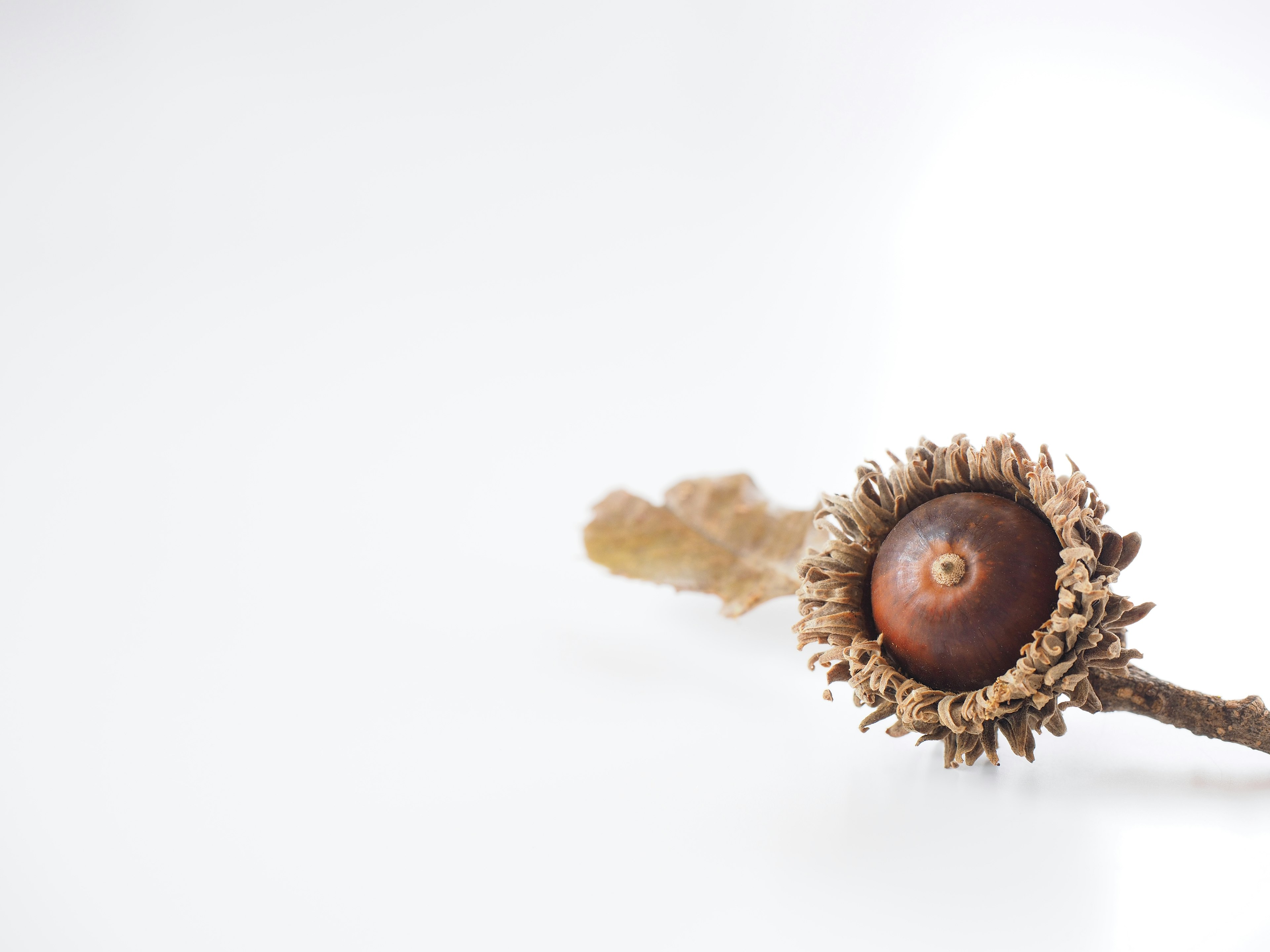 Walnut fruit and leaf on a white background