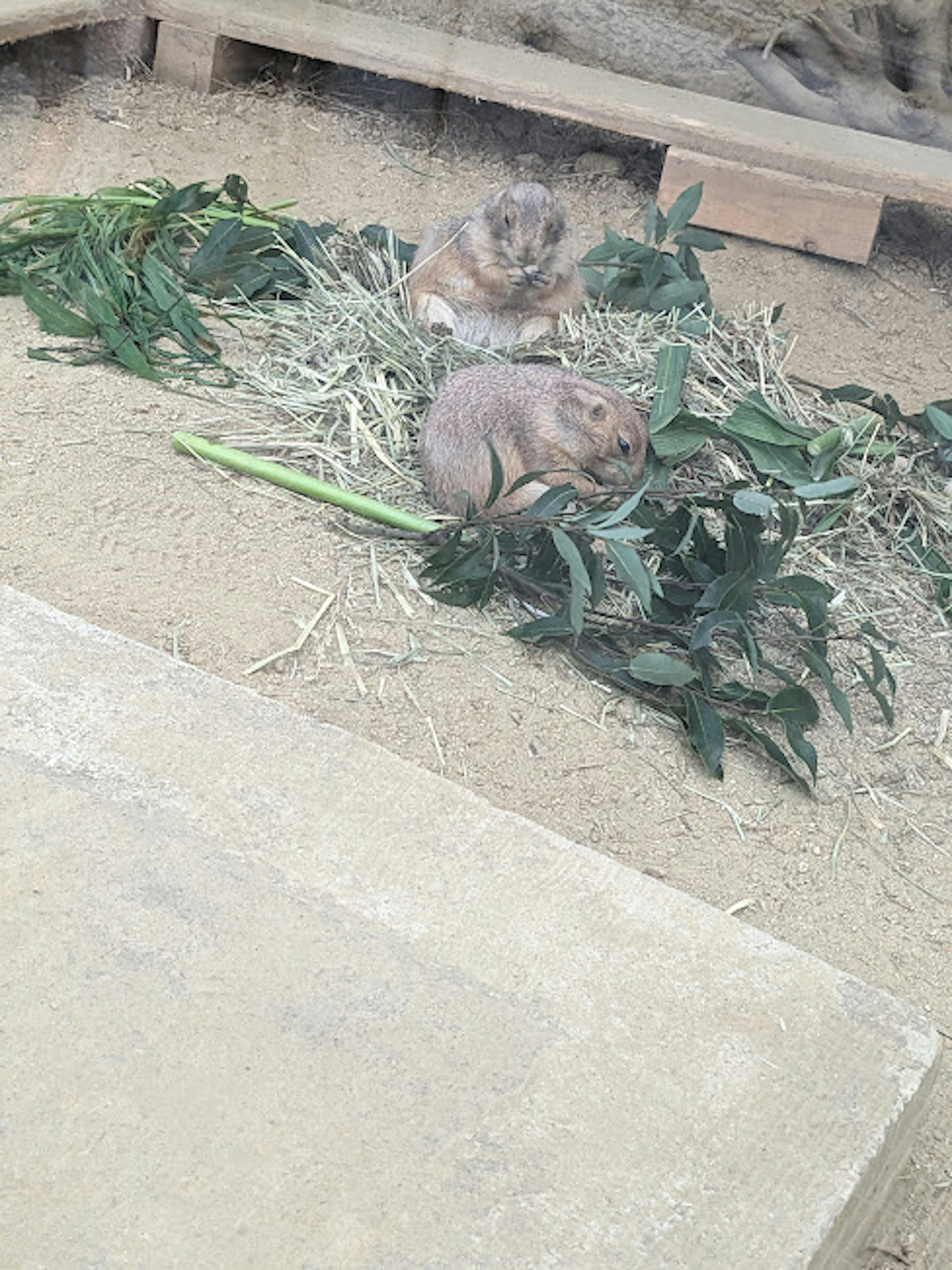 Dos pequeños animales sentados sobre un lecho de verduras y heno