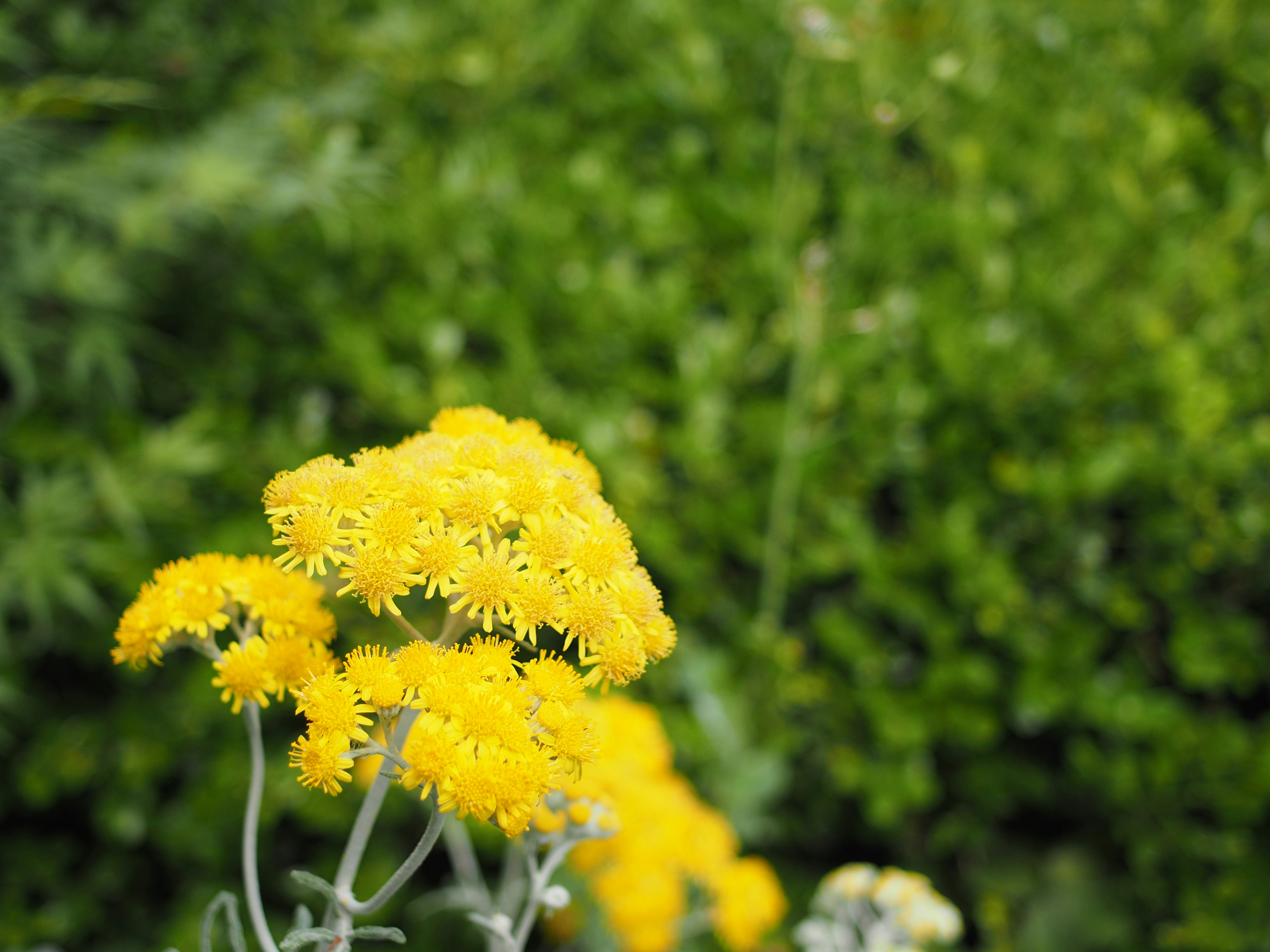 Fiori gialli vivaci su uno sfondo verde lussureggiante