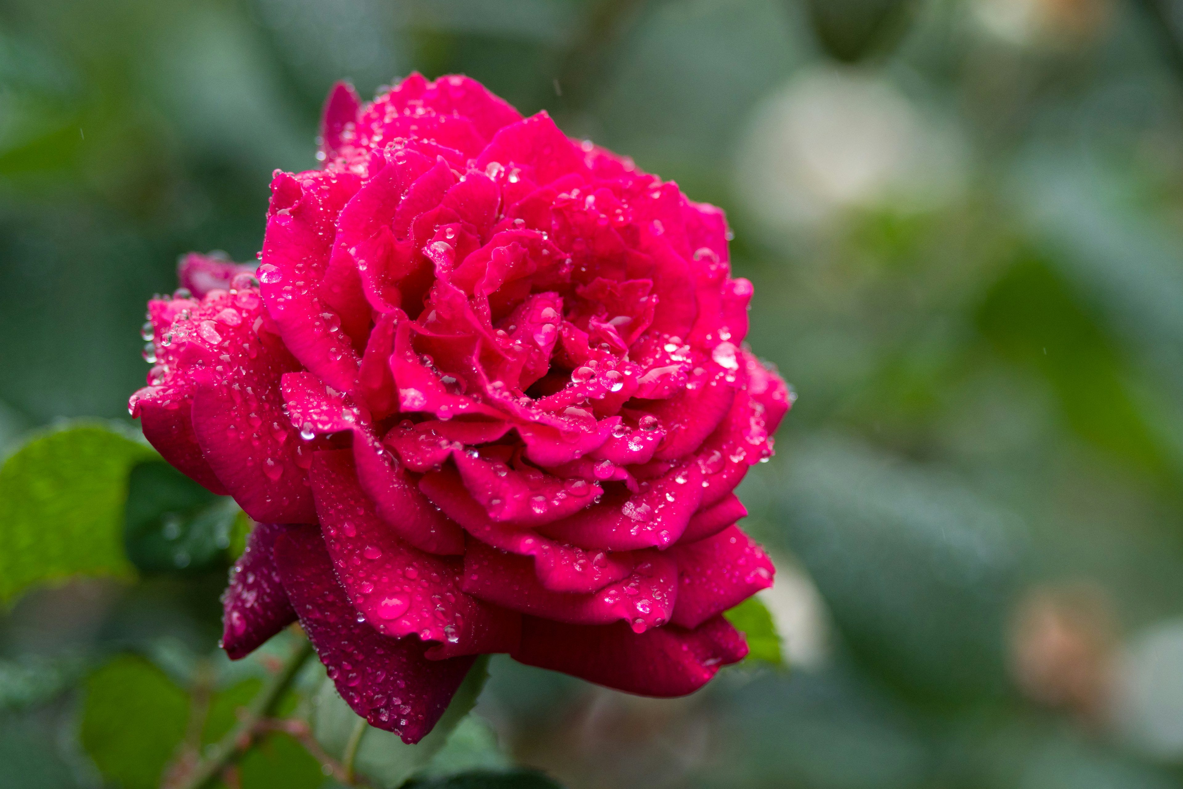 Flor de rosa rosa vibrante cubierta de rocío