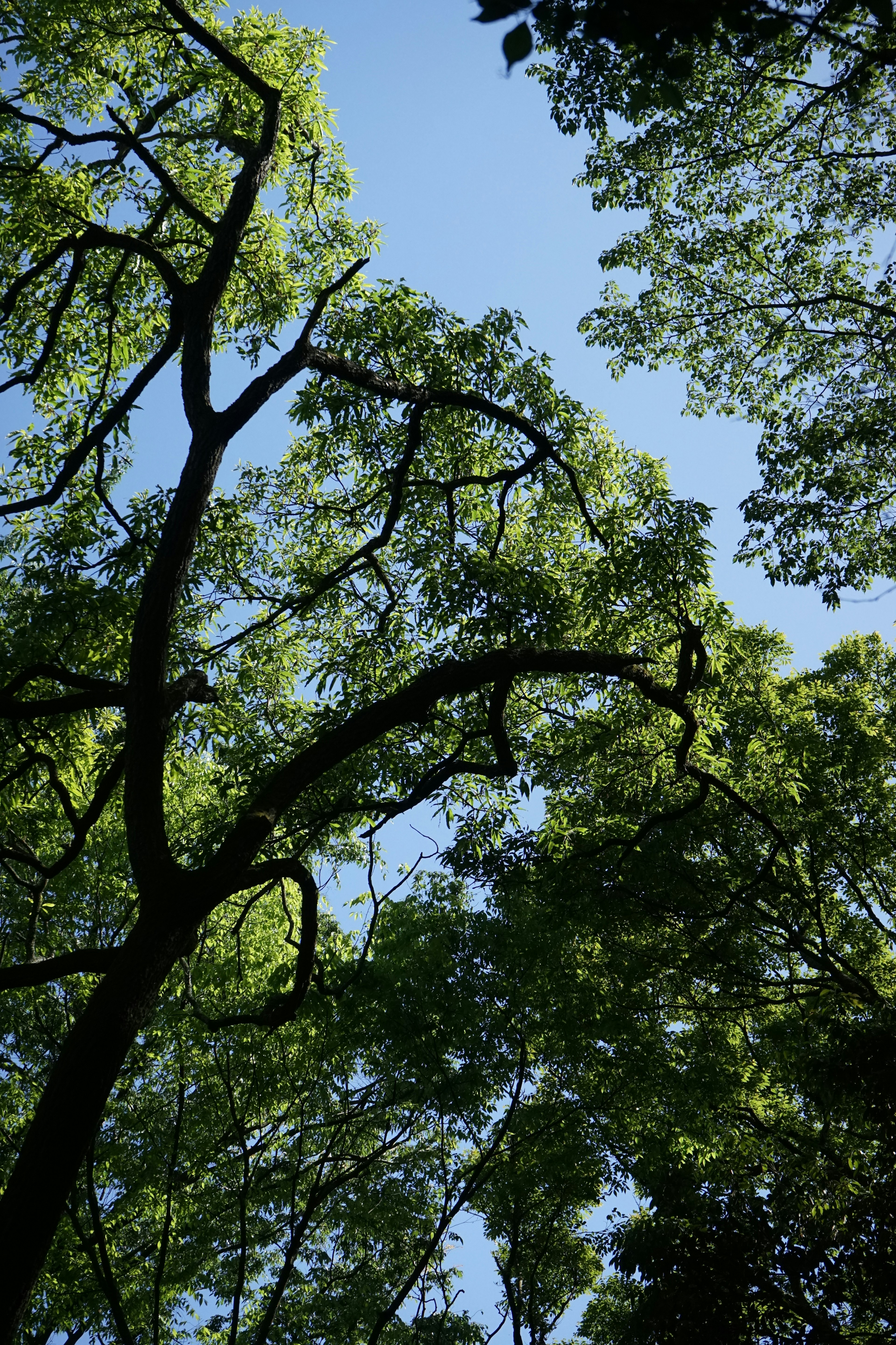 Vista desde abajo de árboles con hojas verdes contra un cielo azul