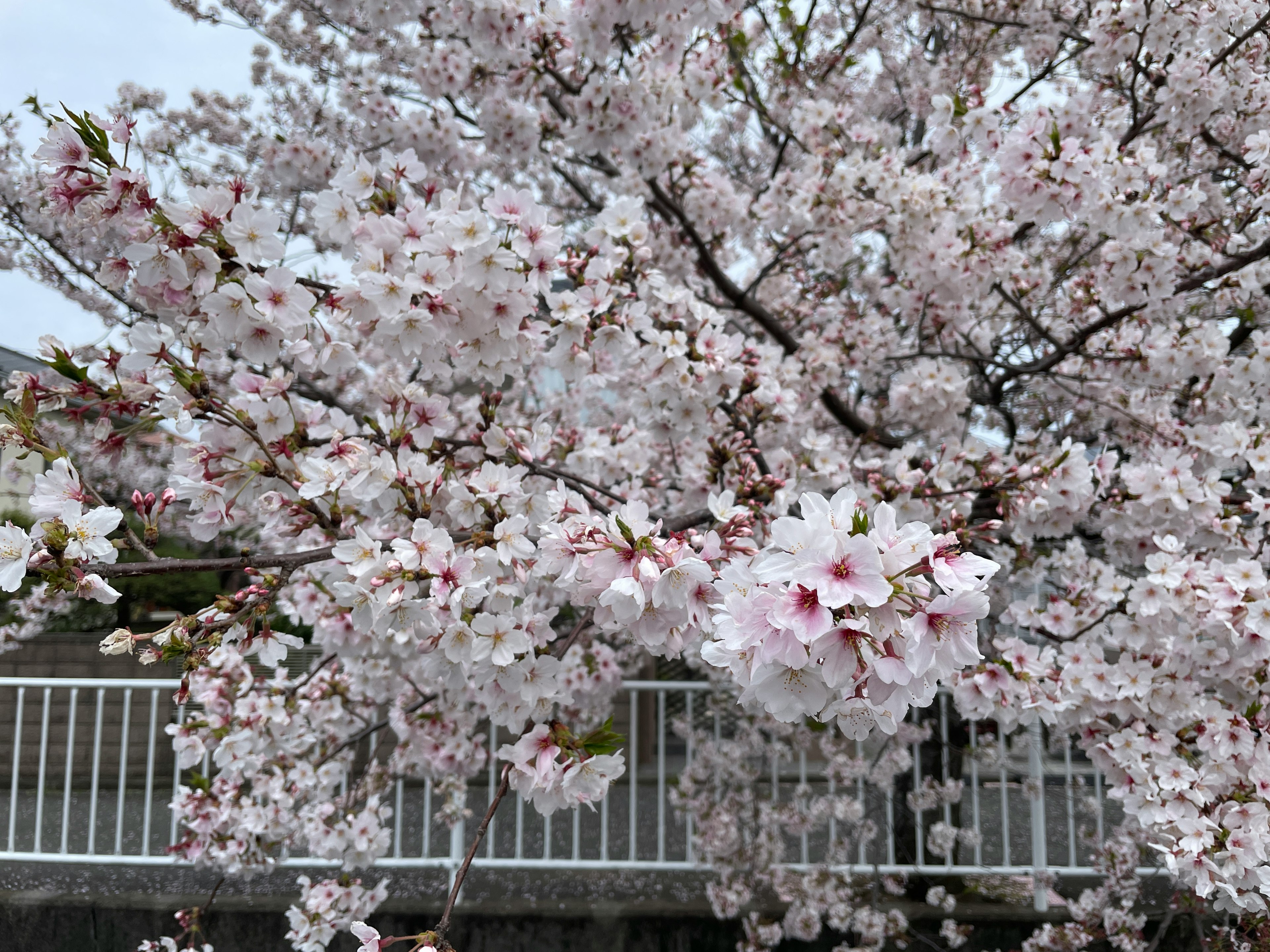 Pohon sakura yang mekar penuh dengan latar belakang pagar putih