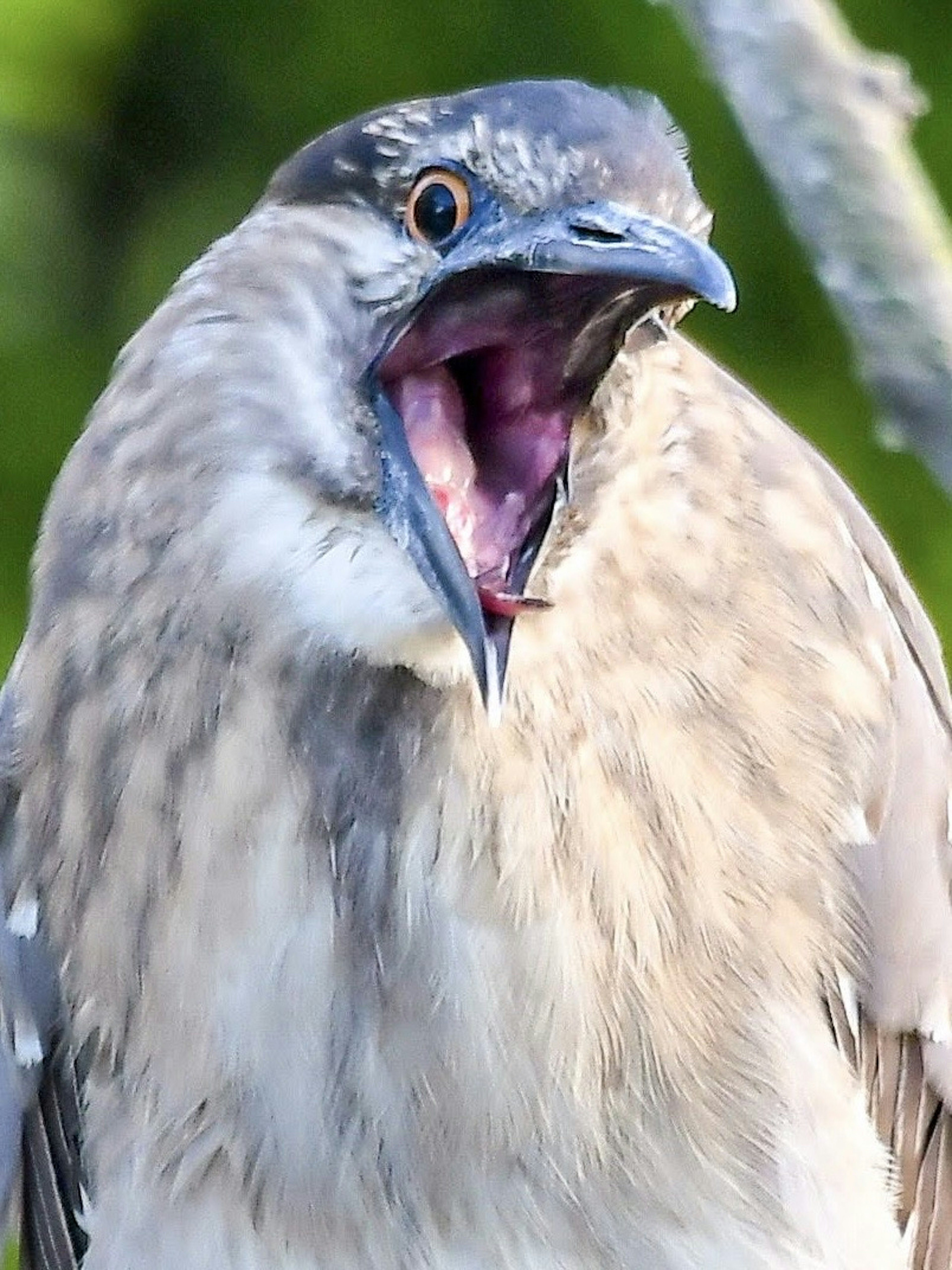 口を大きく開けた鳥のクローズアップ写真