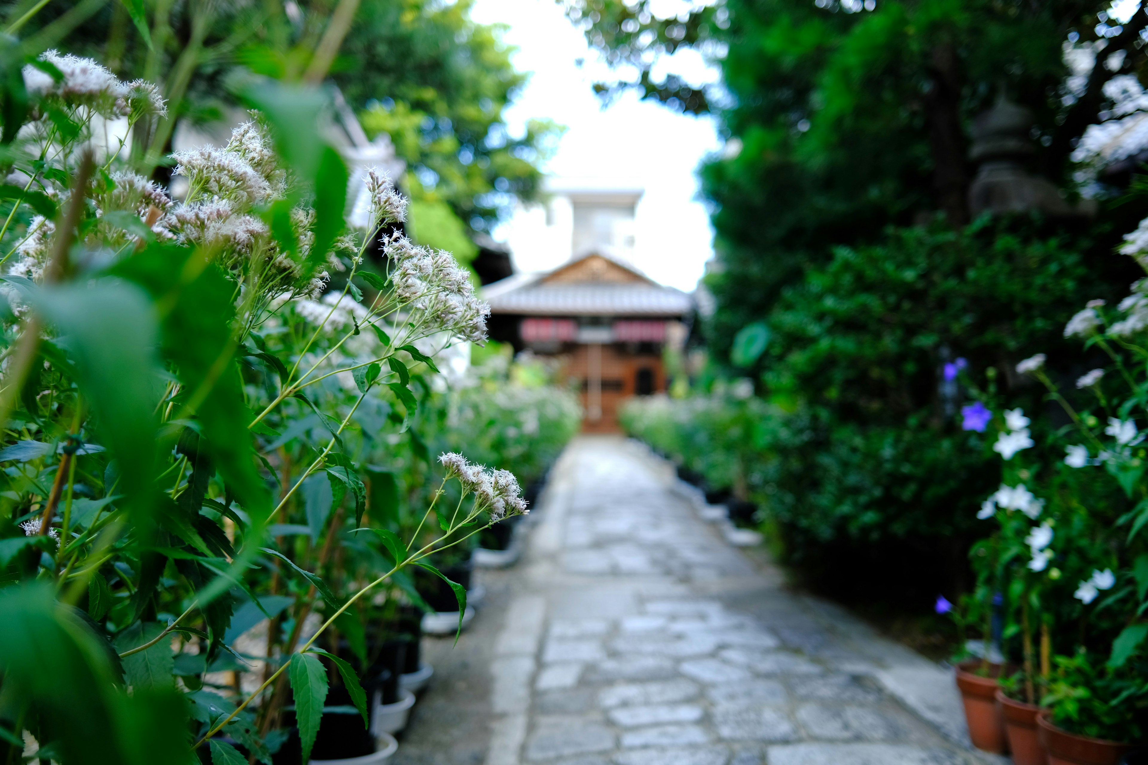 一条两旁种满花朵的小路通向一座木建筑