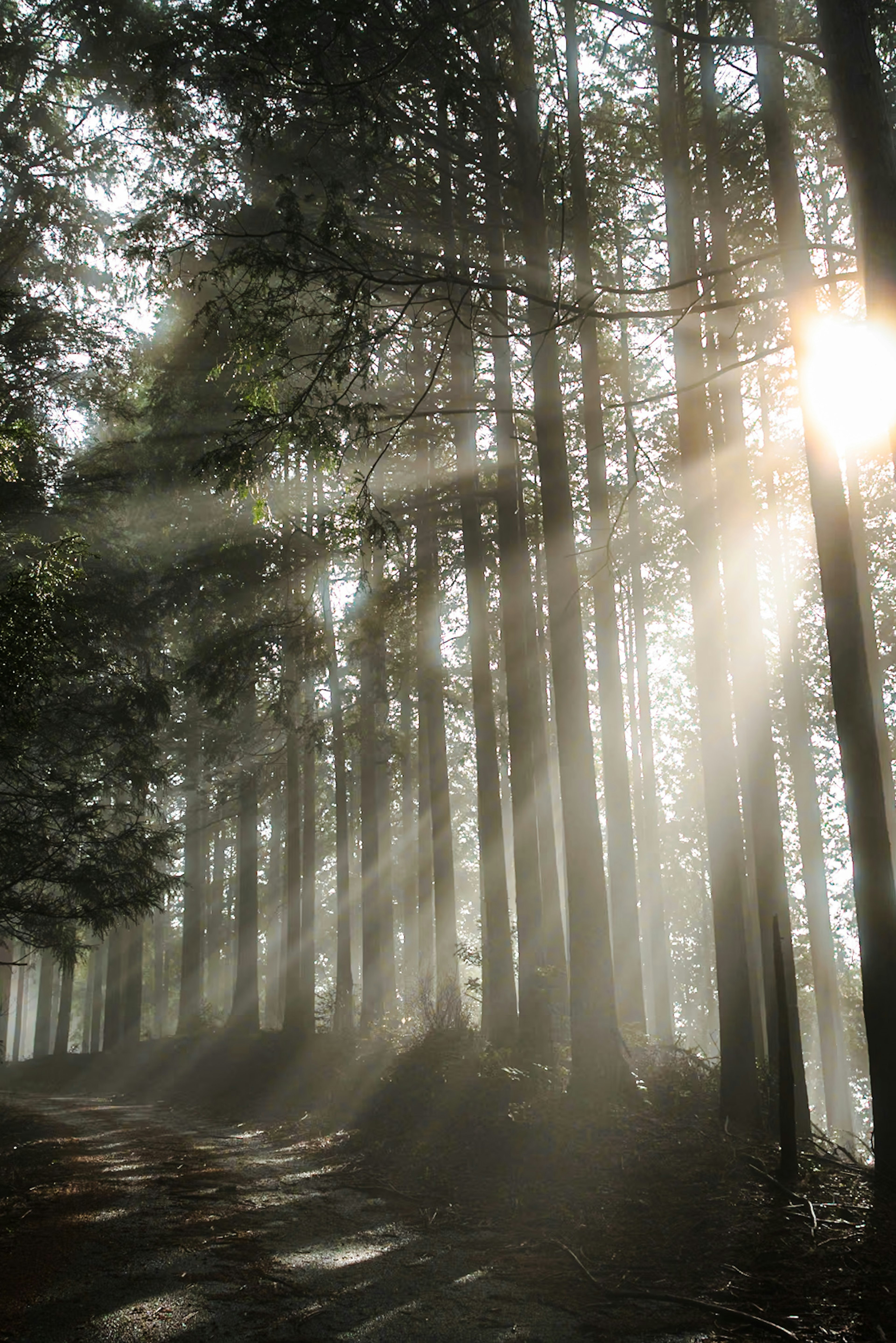 Tall trees in fog with sunlight streaming through