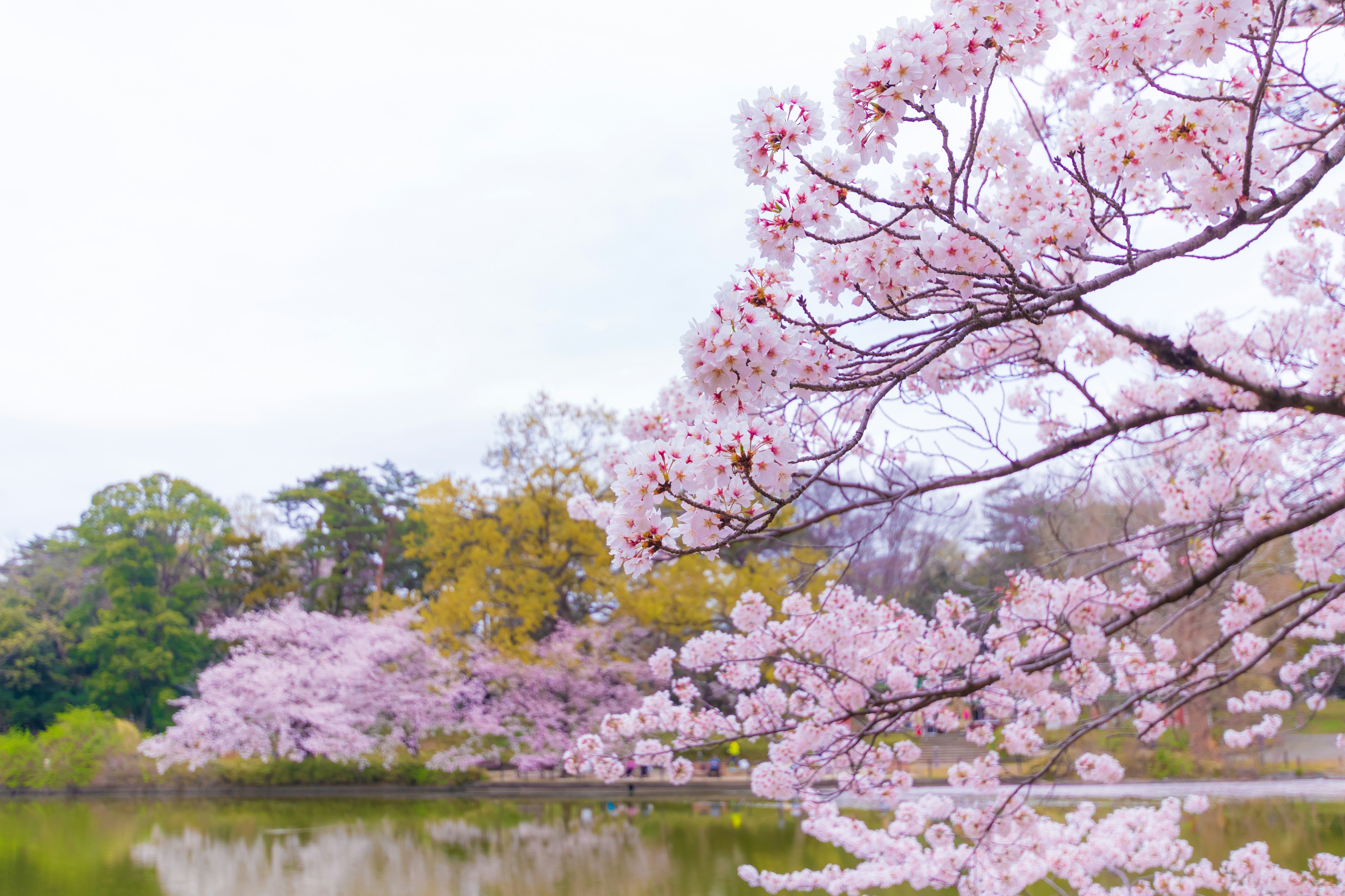 Cherry blossom trees with pale pink flowers by a tranquil lake