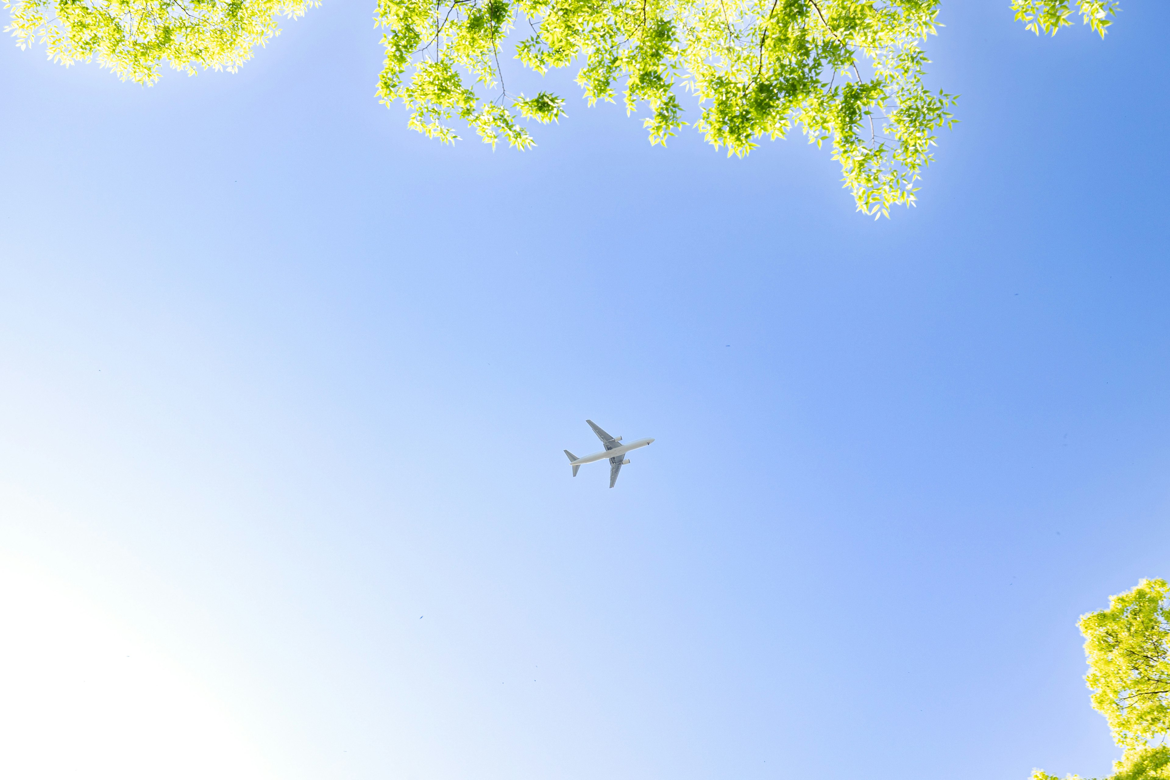 Un aereo che vola in un cielo blu con foglie verdi in alto