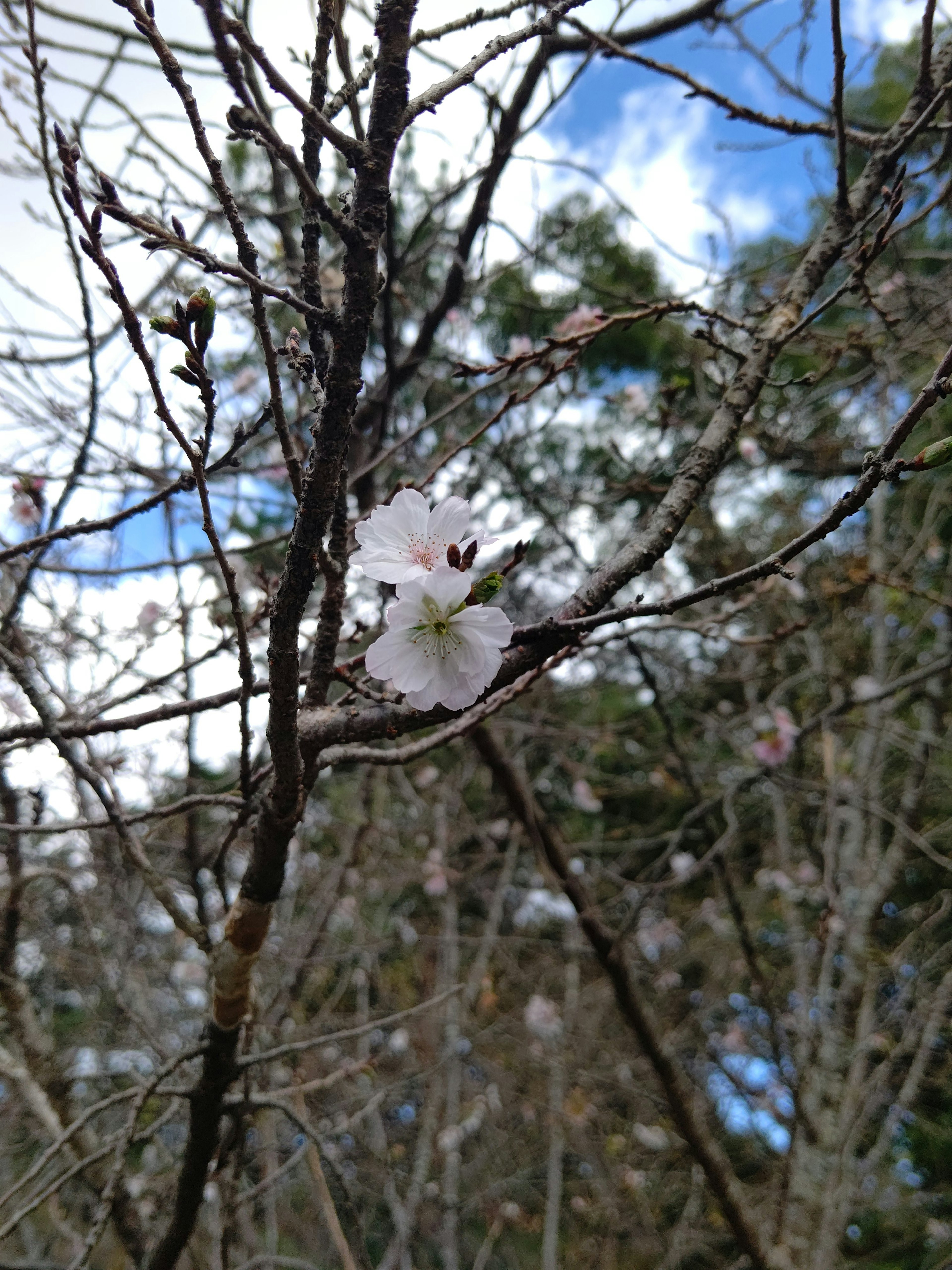 Un singolo fiore di ciliegio che sboccia su un ramo spoglio sotto un cielo blu