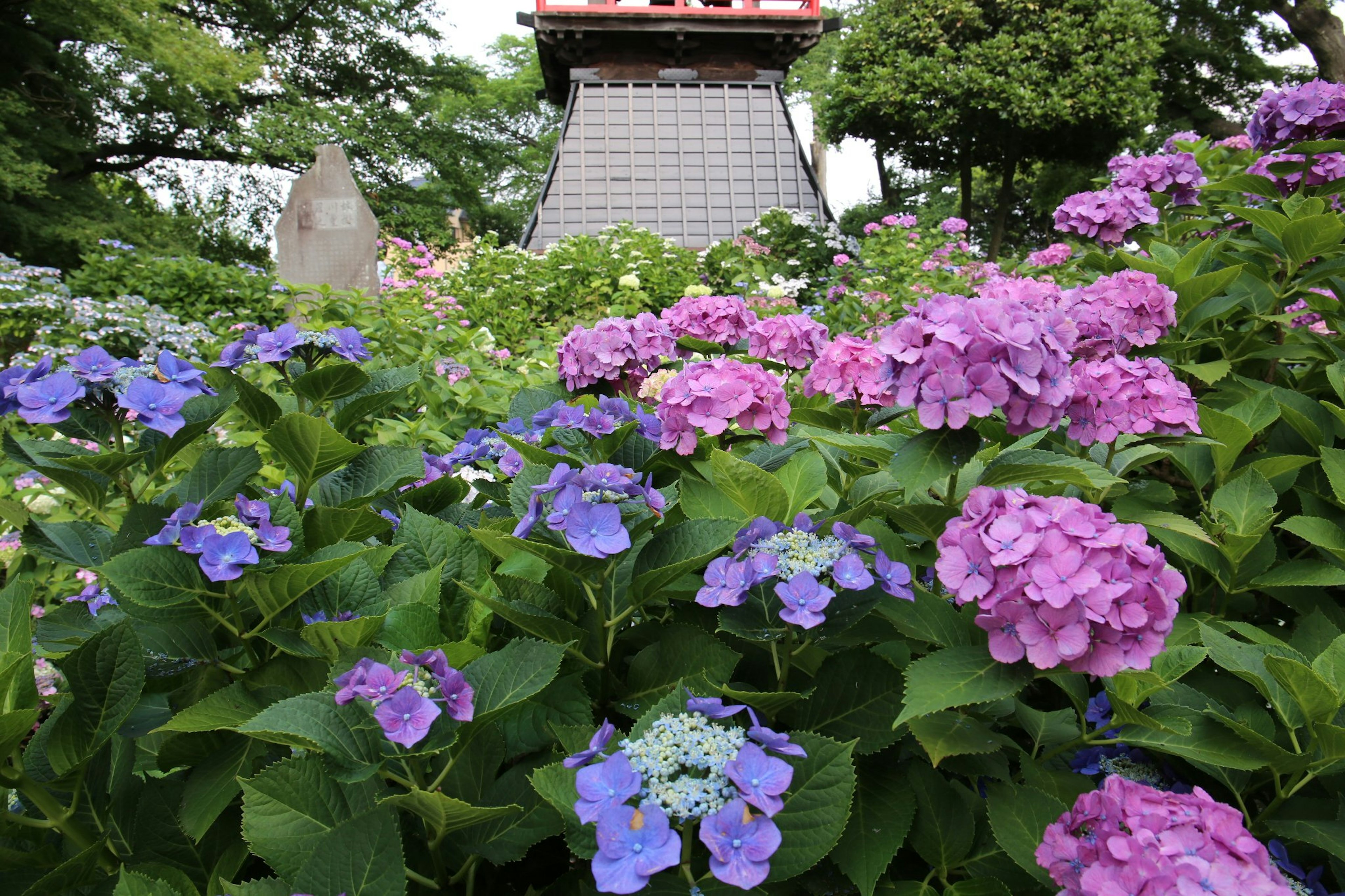 盛開的繡球花花園場景和紅色屋頂建築