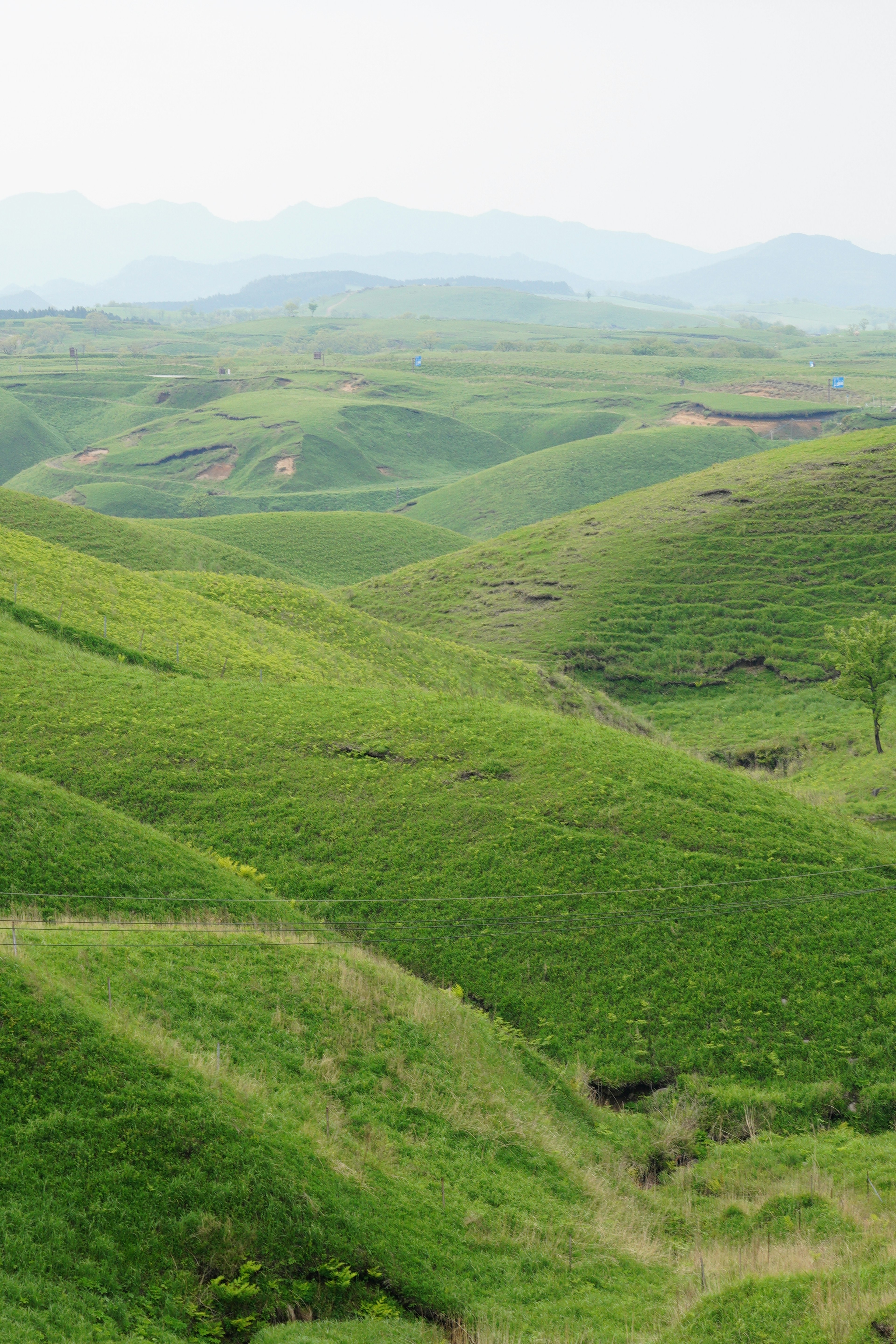 起伏的绿色丘陵风景