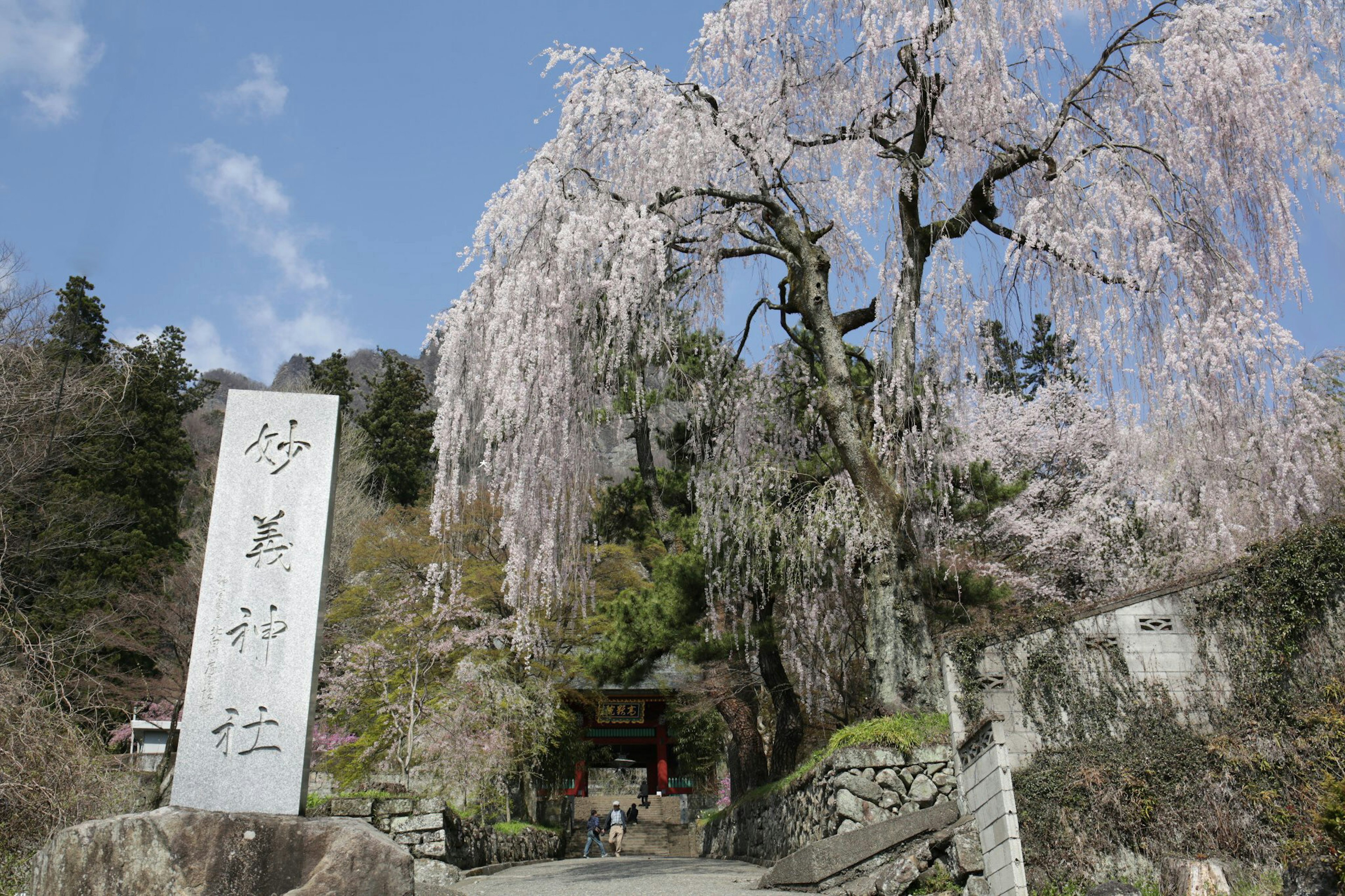 Vista escénica de un hermoso árbol de cerezo llorón con una puerta de piedra