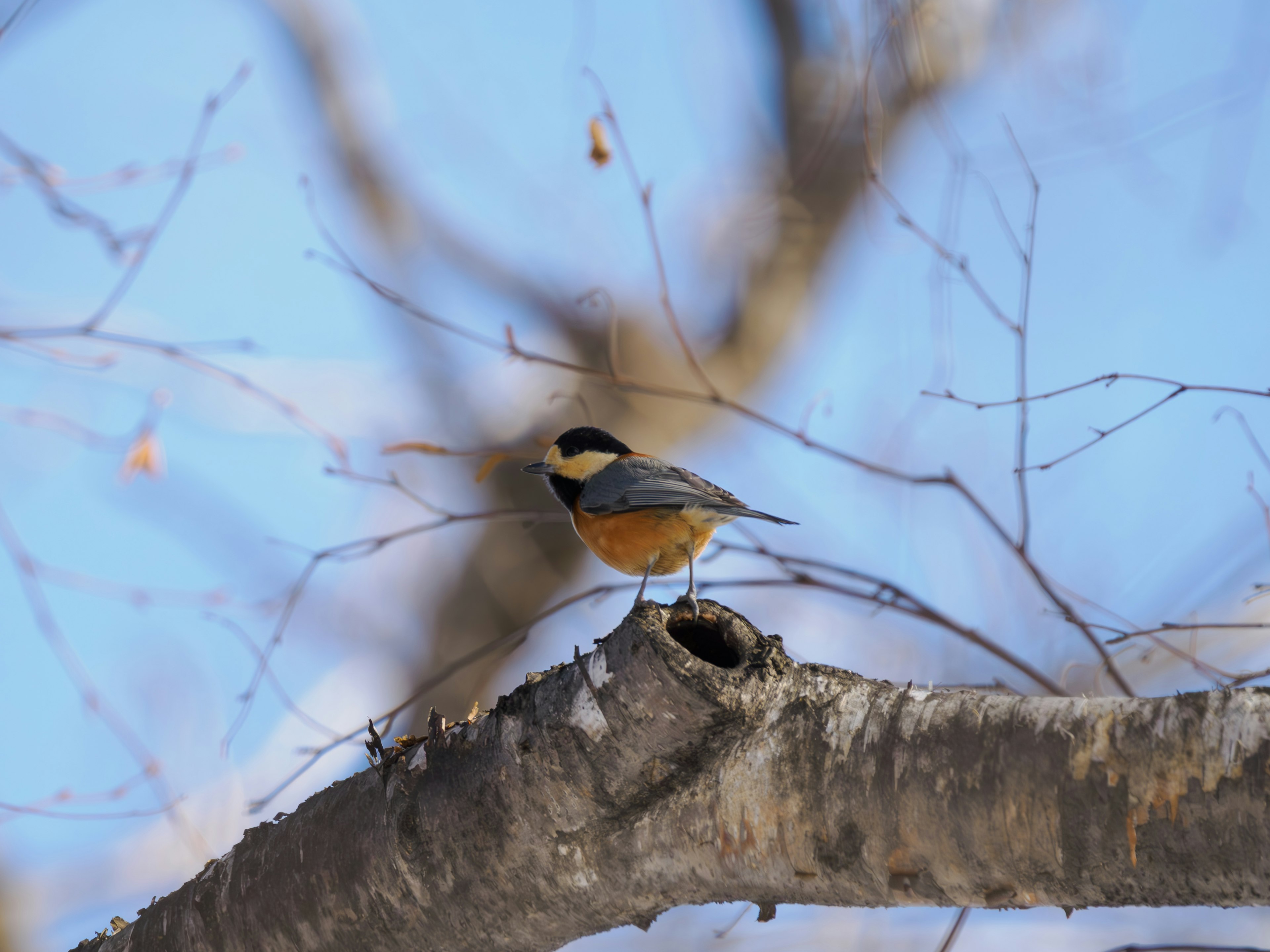 A small bird perched on a branch showcasing vibrant plumage against a blue sky