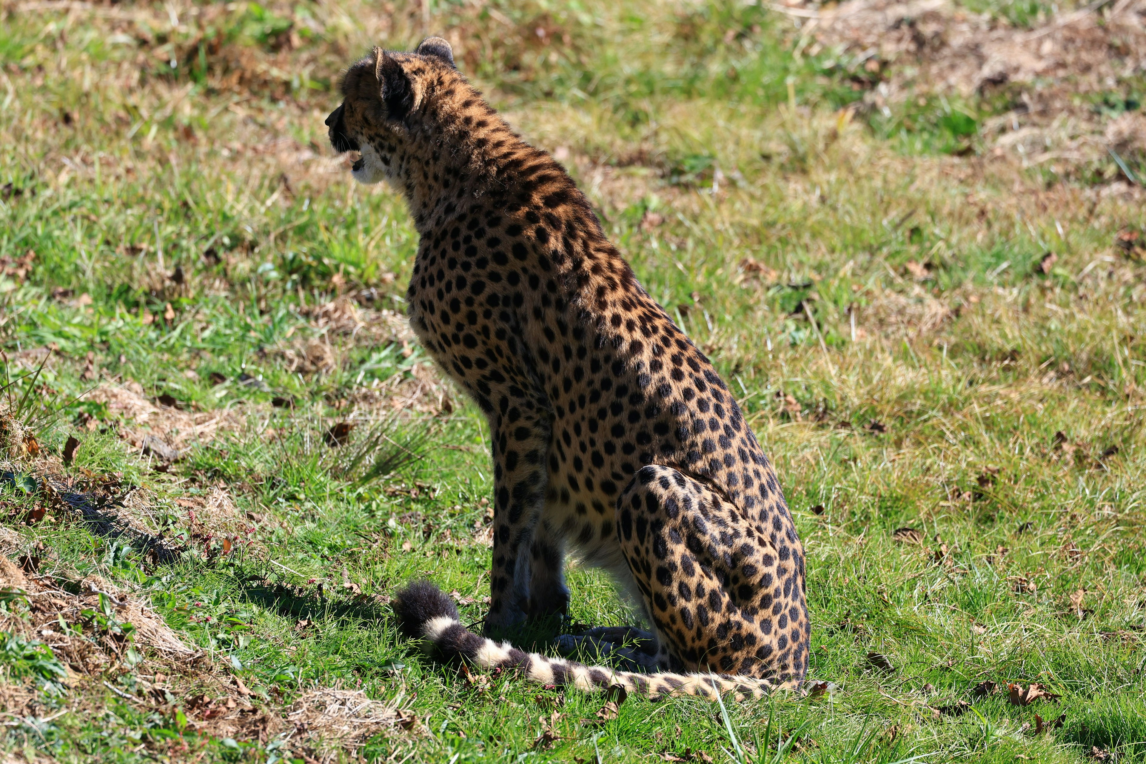 A side view of a cheetah sitting on the grass