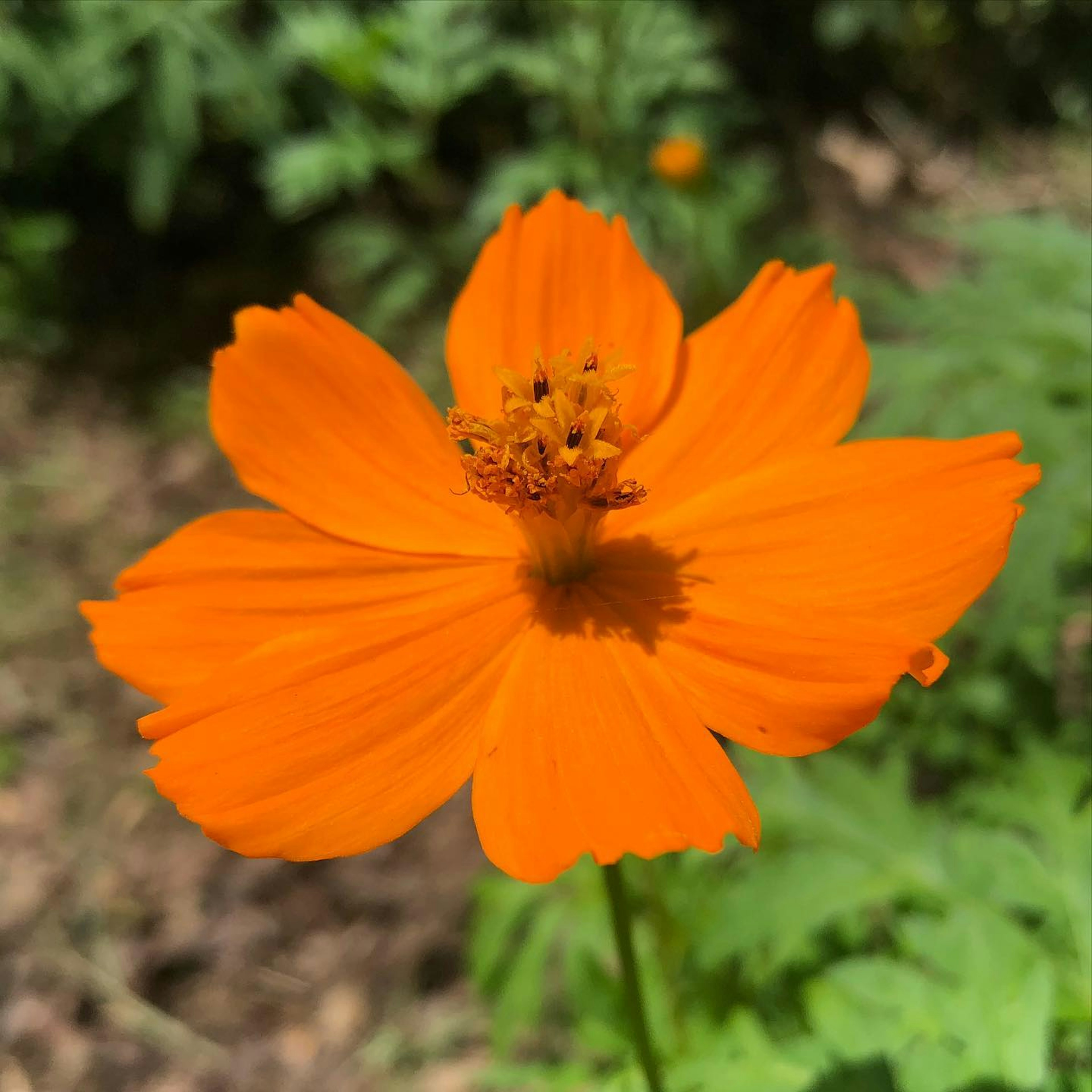 Vibrant orange flower blooming among green leaves