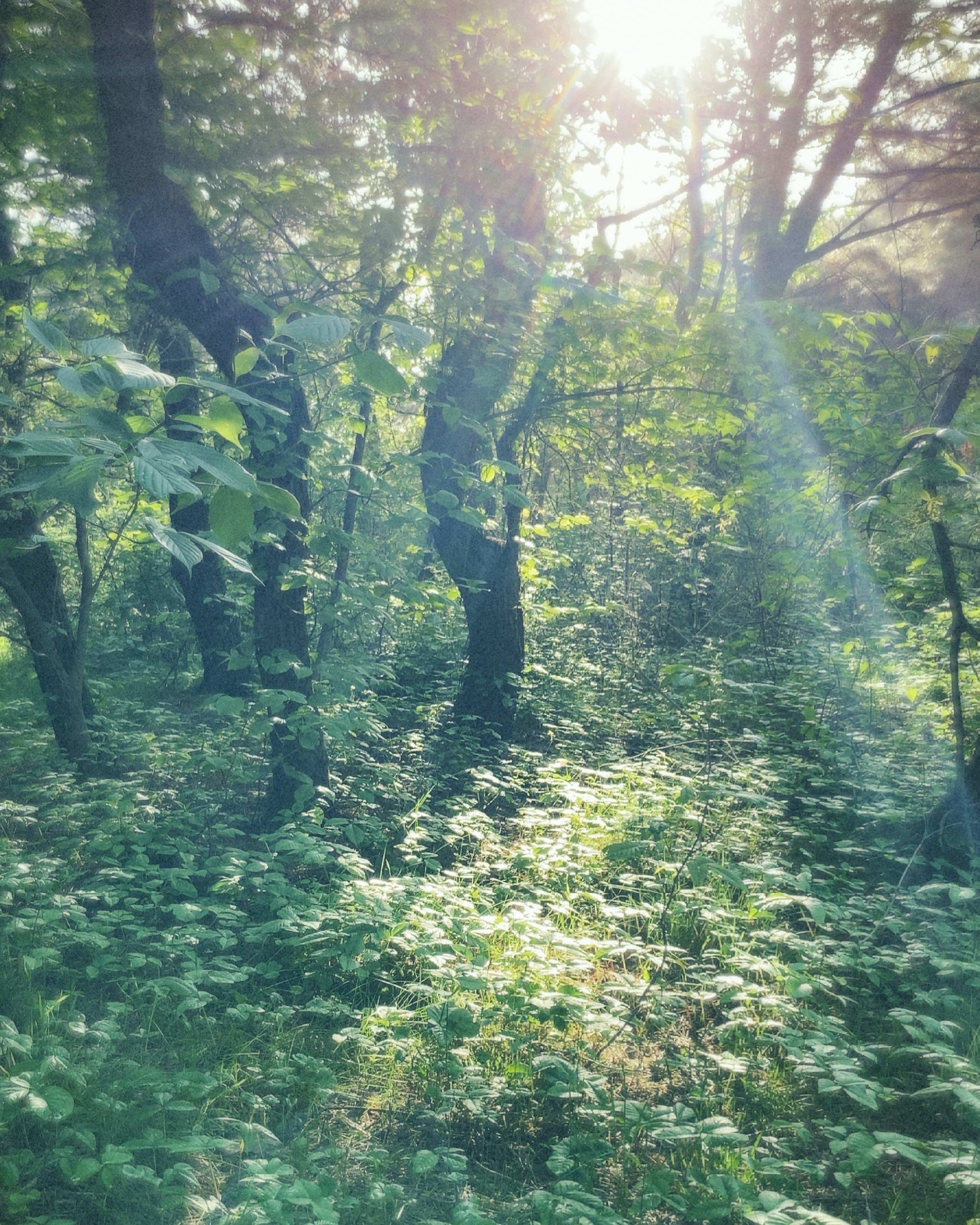 木々の間から差し込む光が美しい森の風景