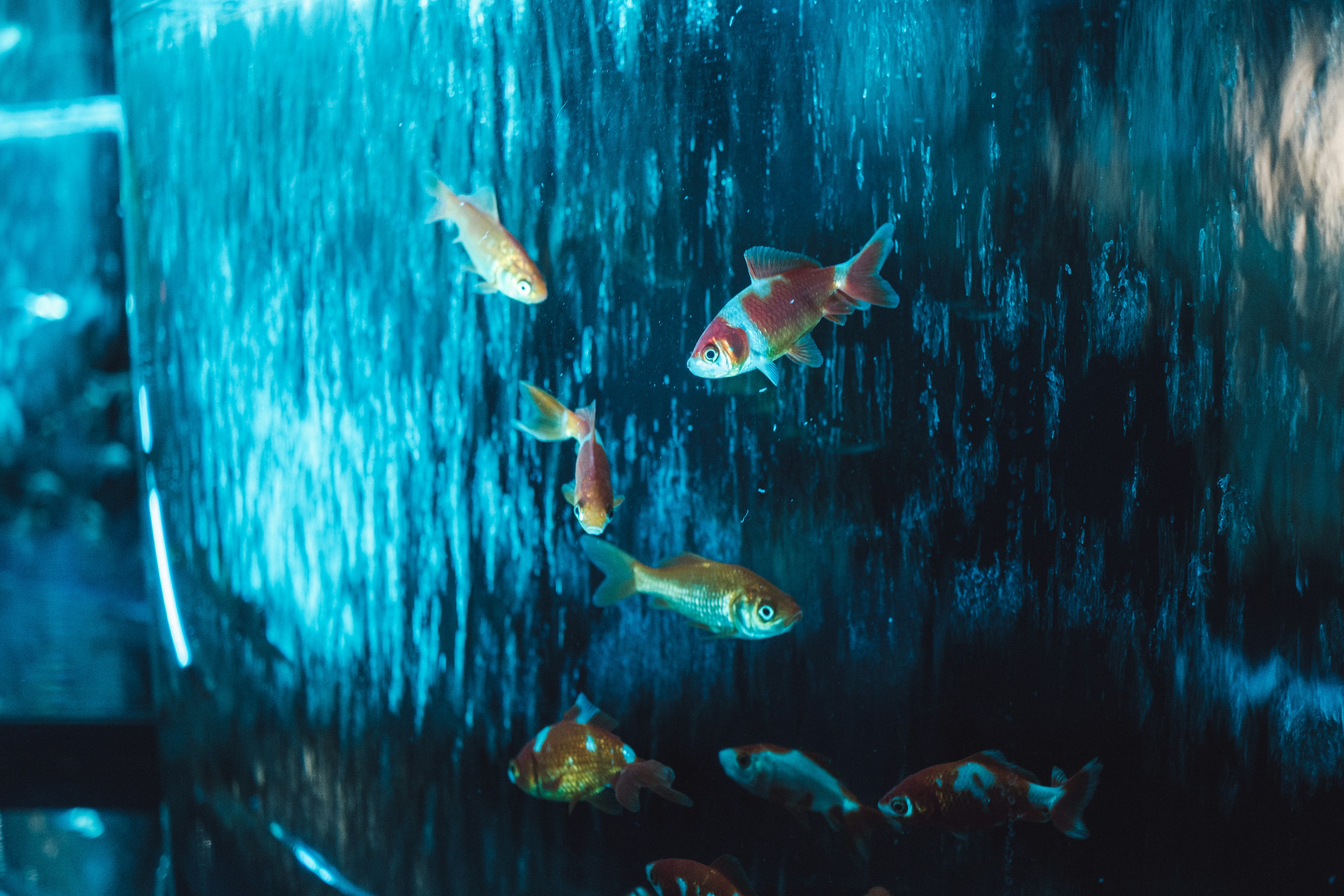 Goldfish swimming in blue water with a textured surface