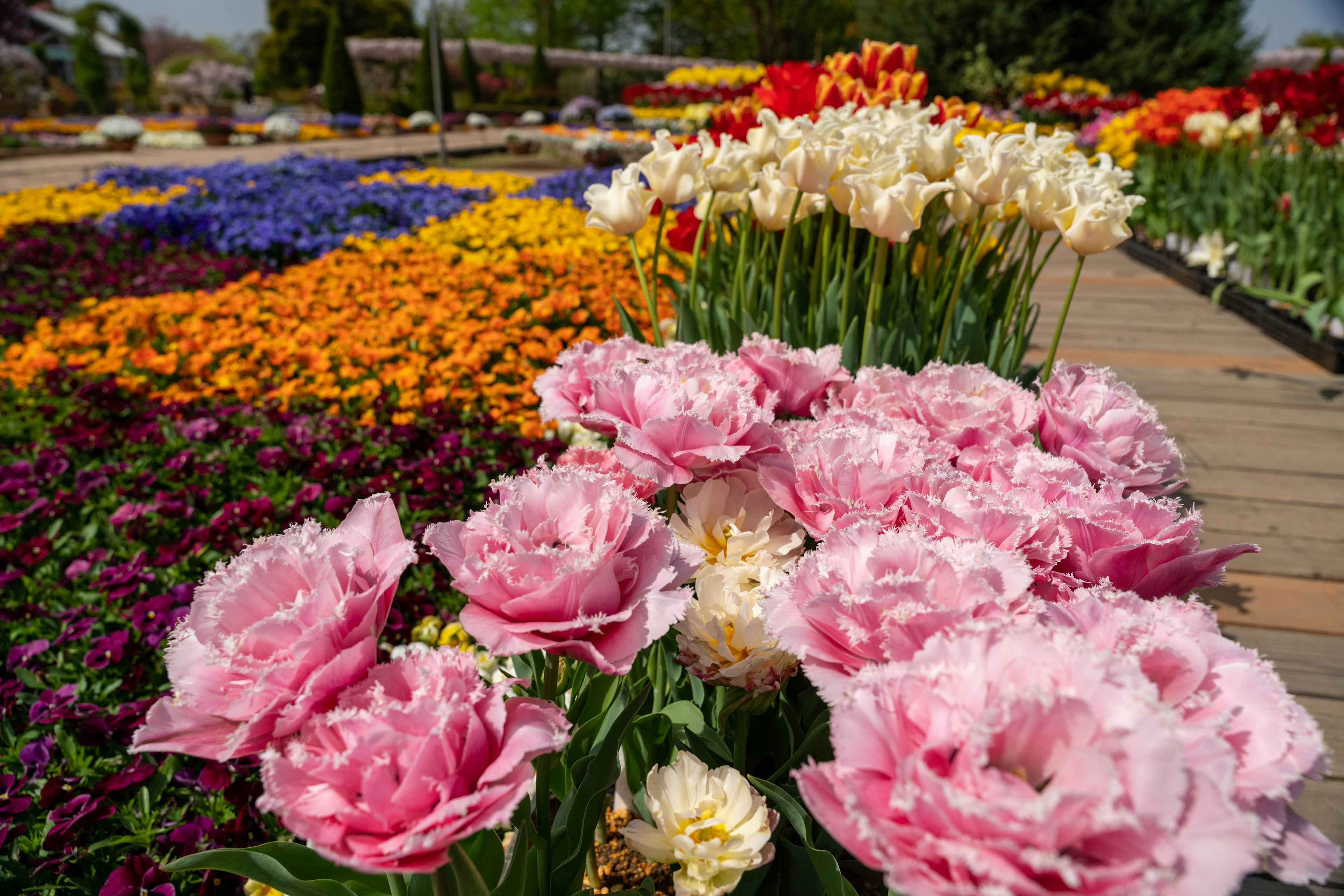 Close-up tulip merah muda di taman bunga yang berwarna-warni