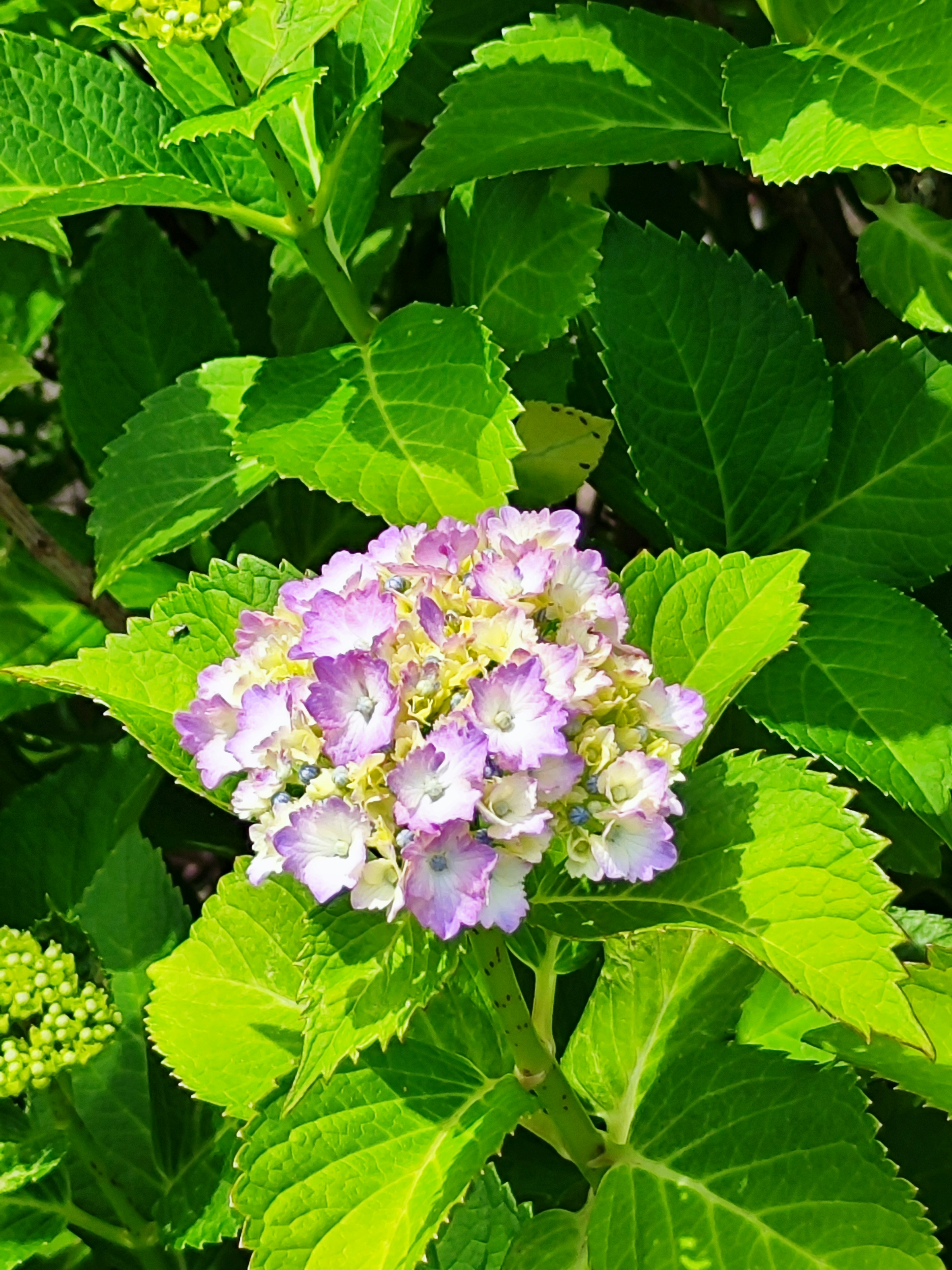 Gruppo di fiori viola chiaro circondato da foglie verdi