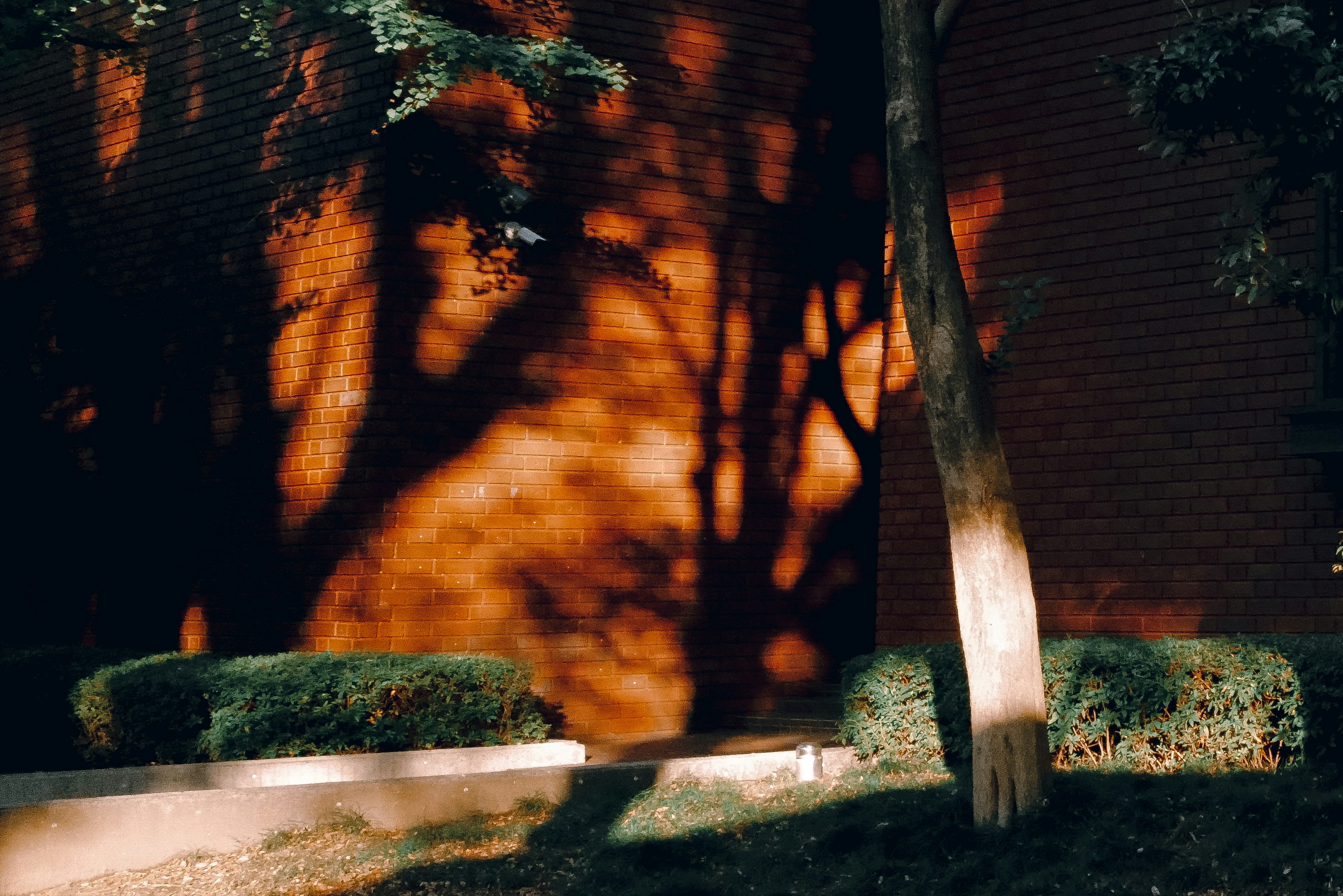 Shadows on a red wall with green shrubs and a tree