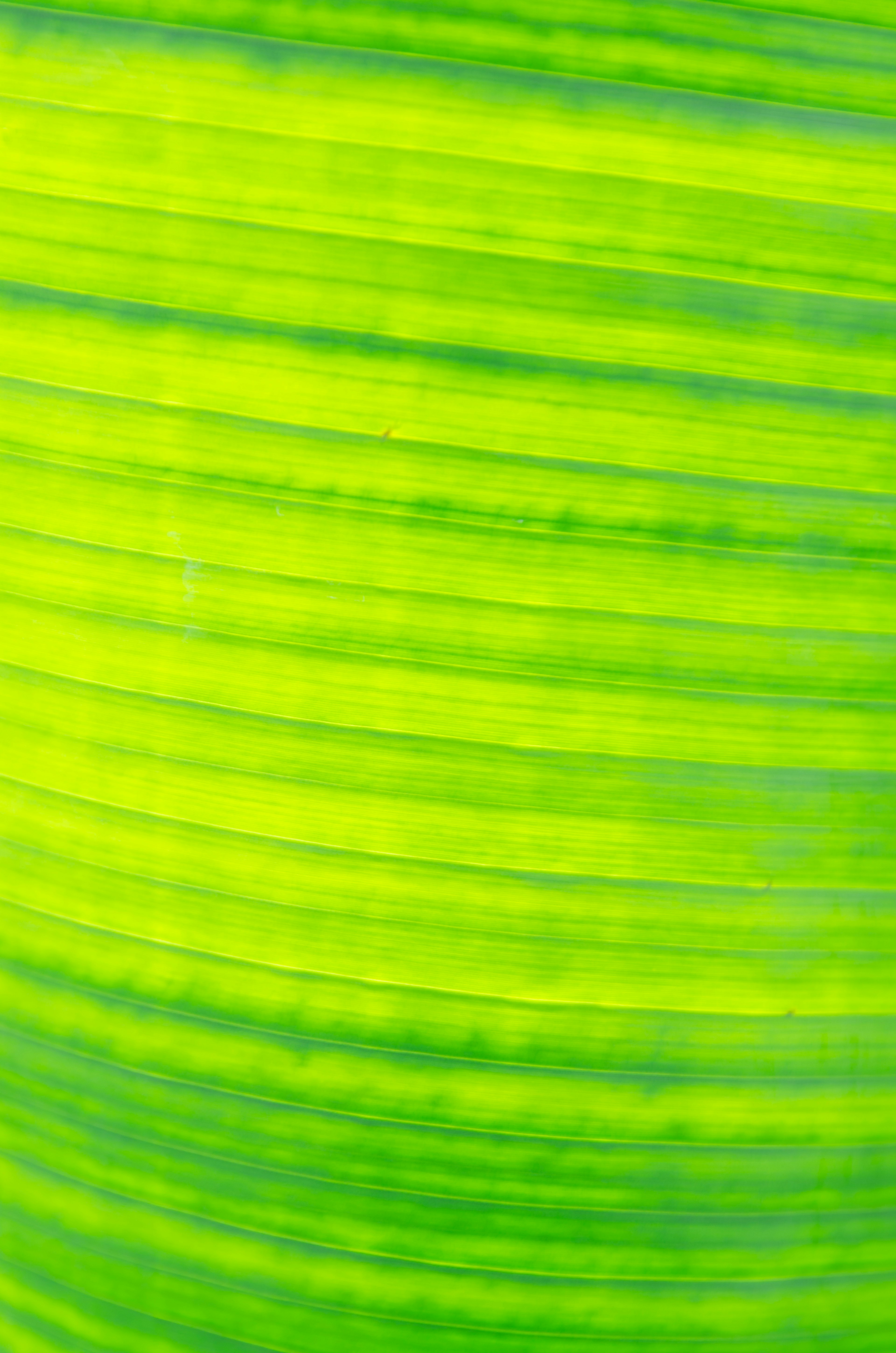 Textura rayada verde vibrante