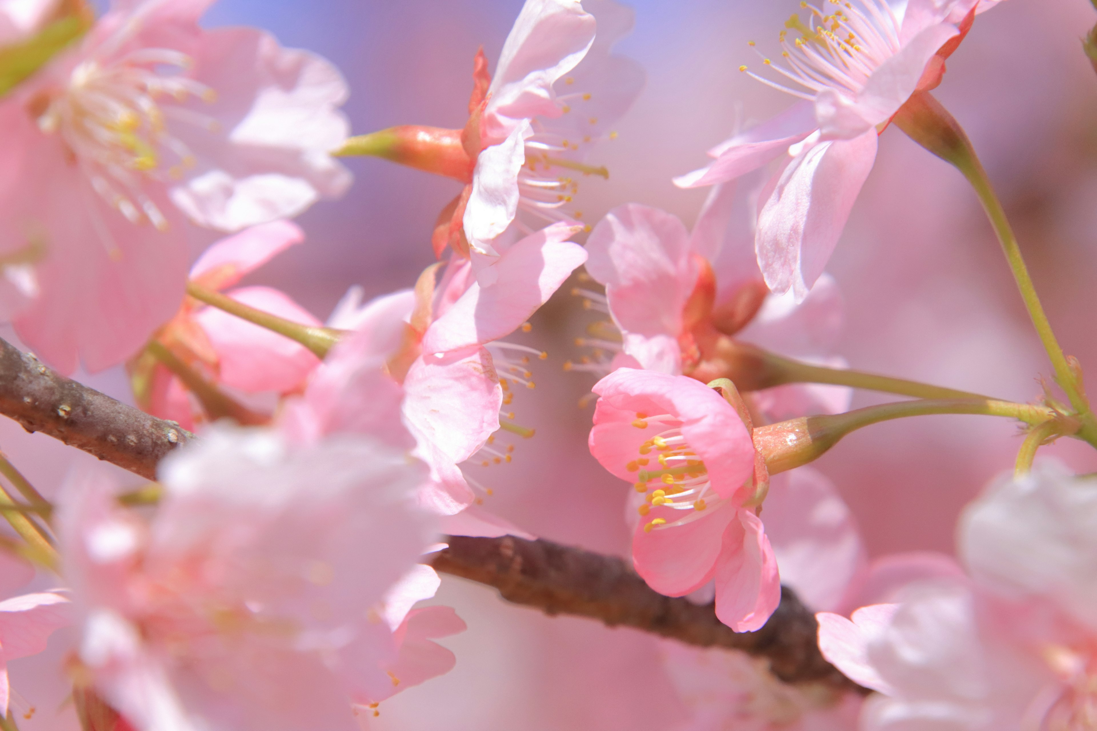 Gros plan sur les pétales de cerisier en fleurs