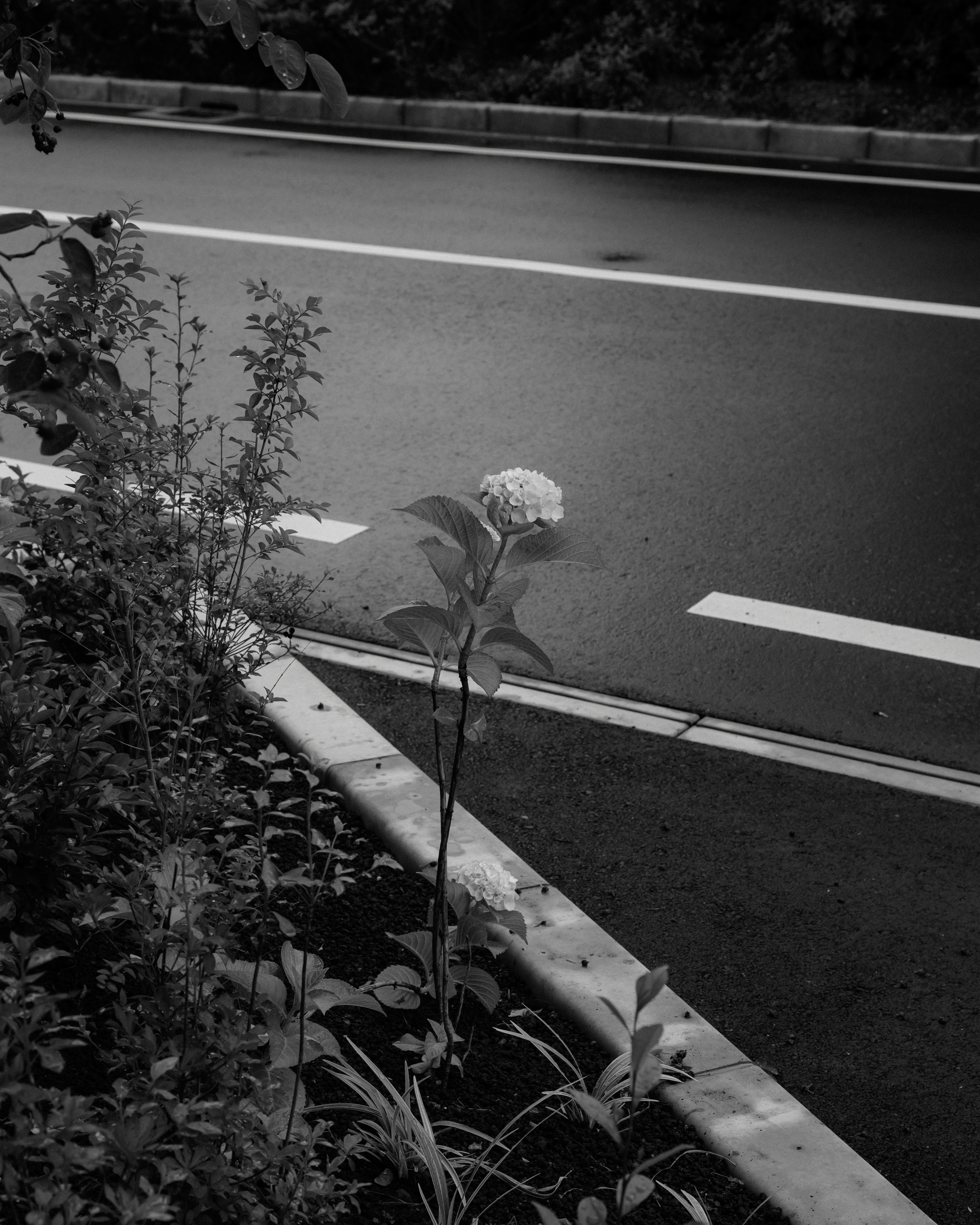 Una flor blanca y plantas verdes creciendo al borde de la carretera