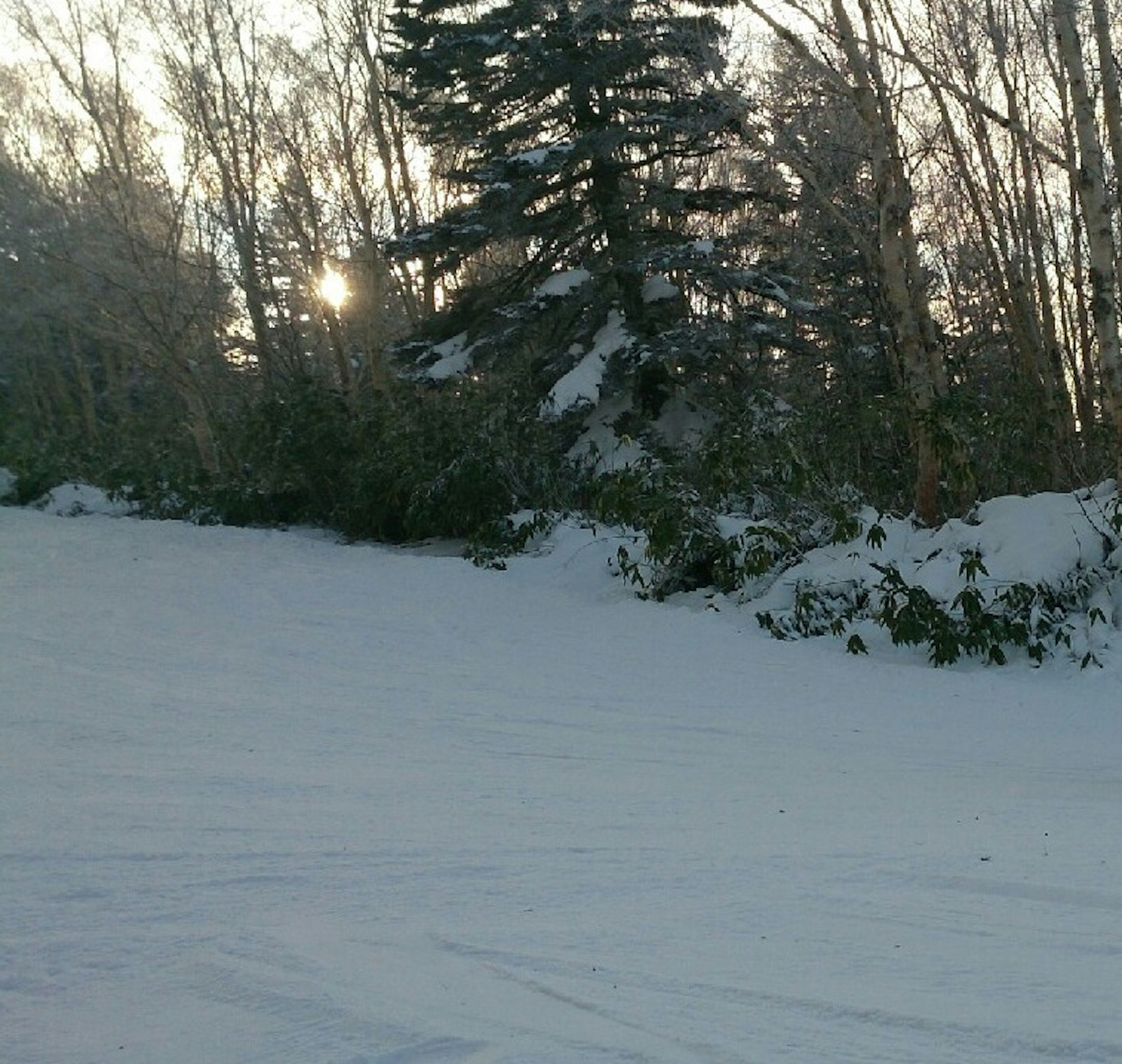 Schneebedeckte Landschaft mit einem Wald und der Sonne im Hintergrund