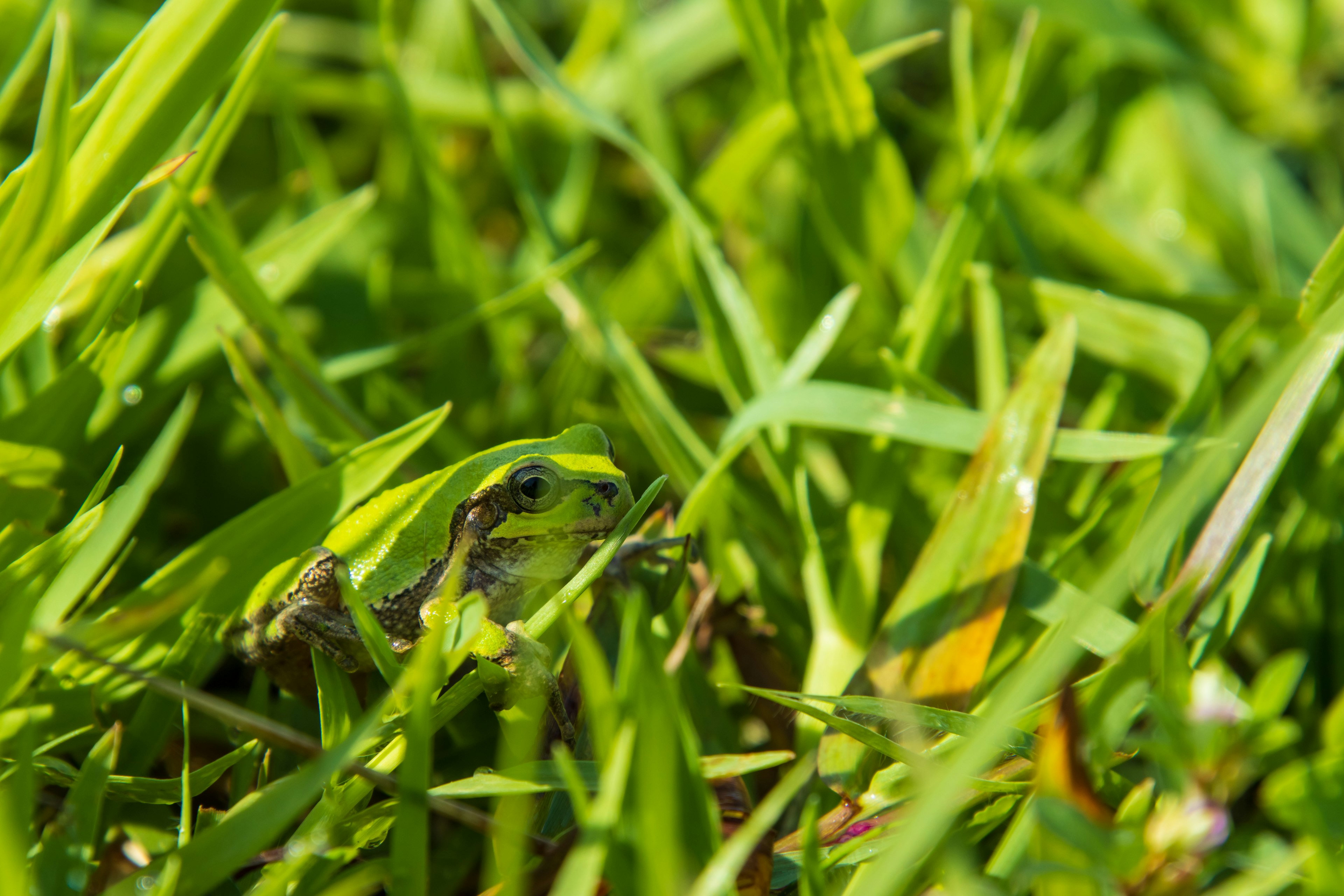 Gros plan d'une grenouille cachée dans l'herbe verte