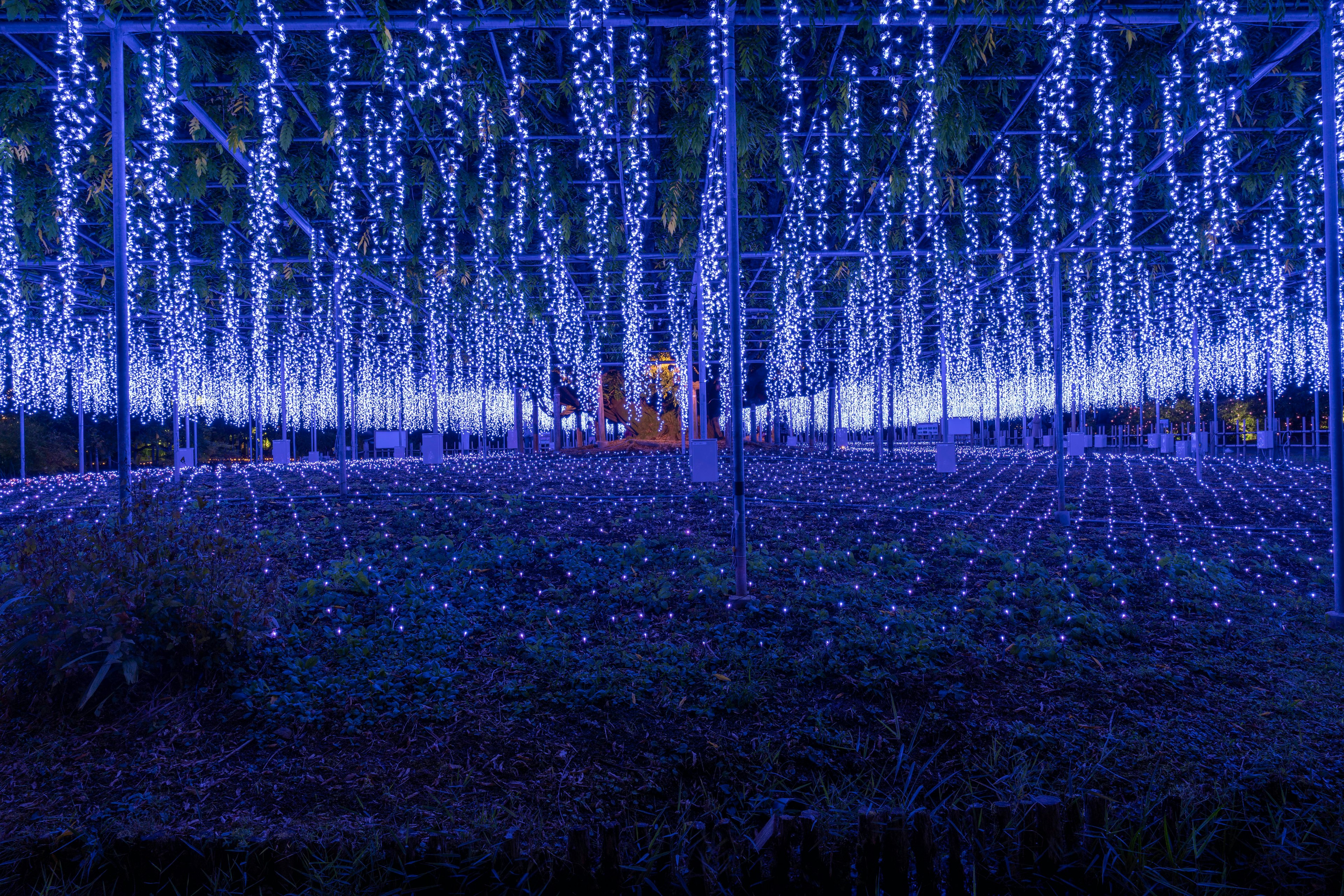 Eine faszinierende Ausstellung von hängenden blauen Lichtern, die eine magische Atmosphäre schaffen