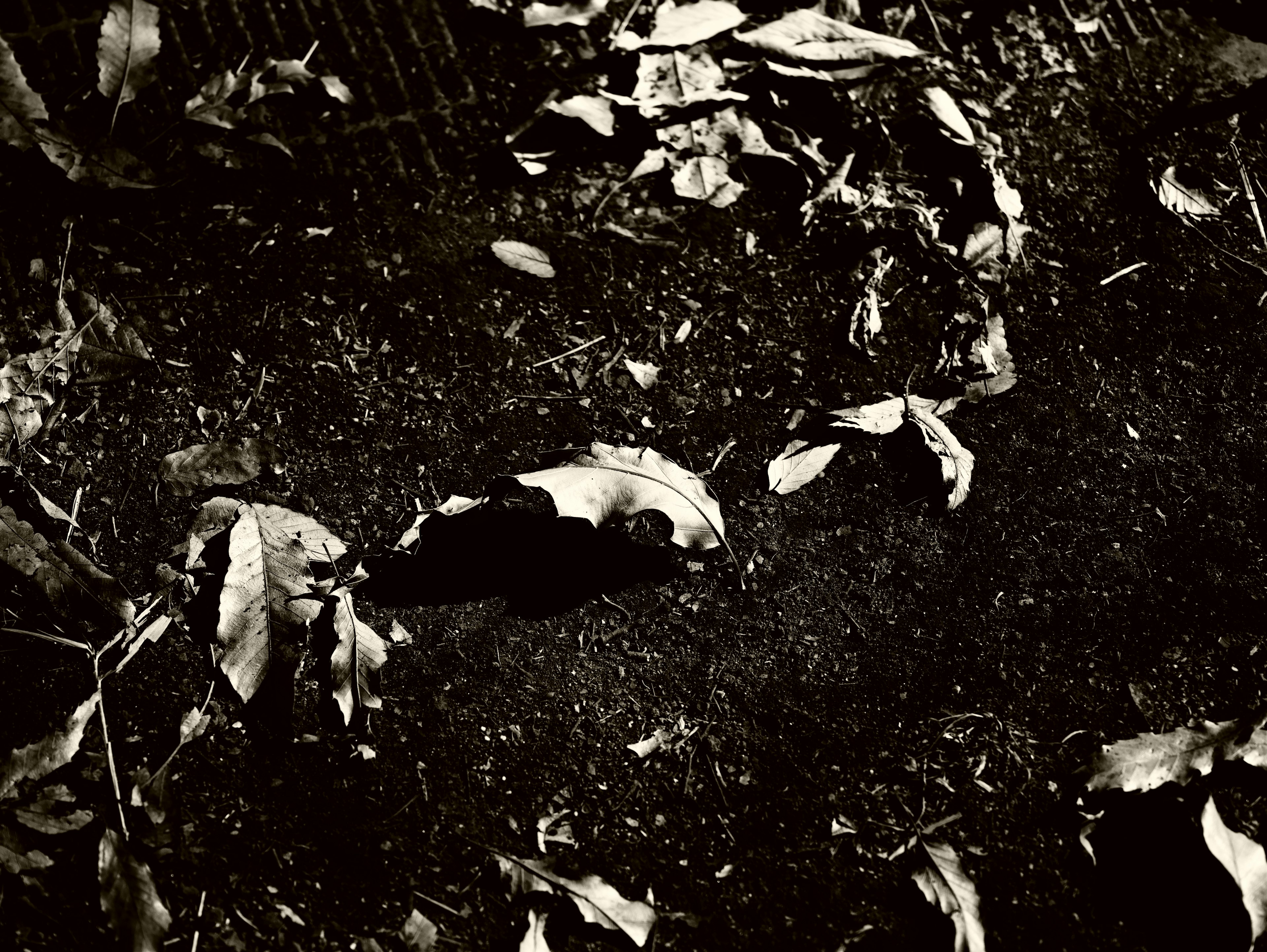 Small animal bone on dark soil surrounded by fallen leaves