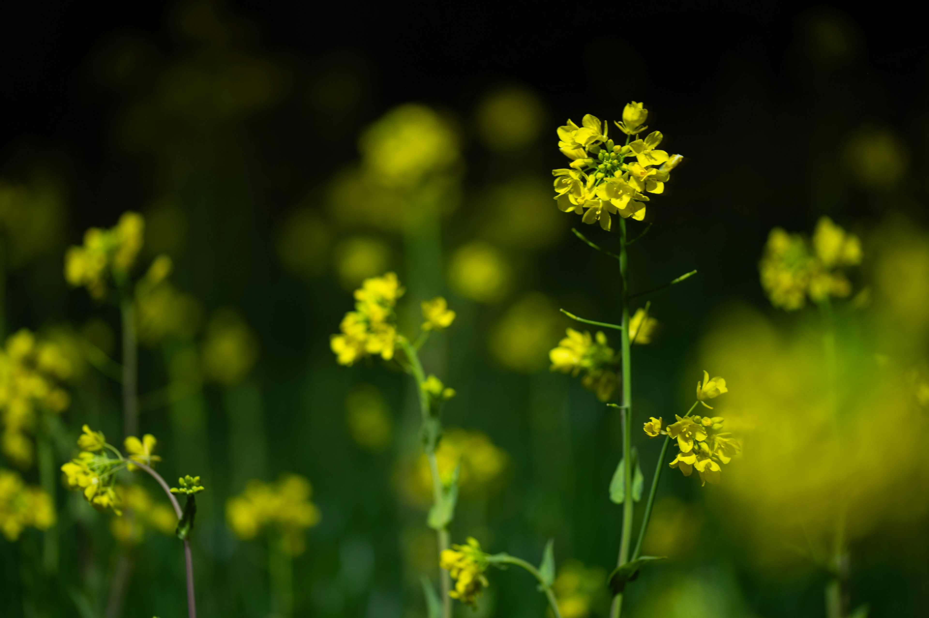 黄色の花が咲く植物の群生がぼかしの中に映る