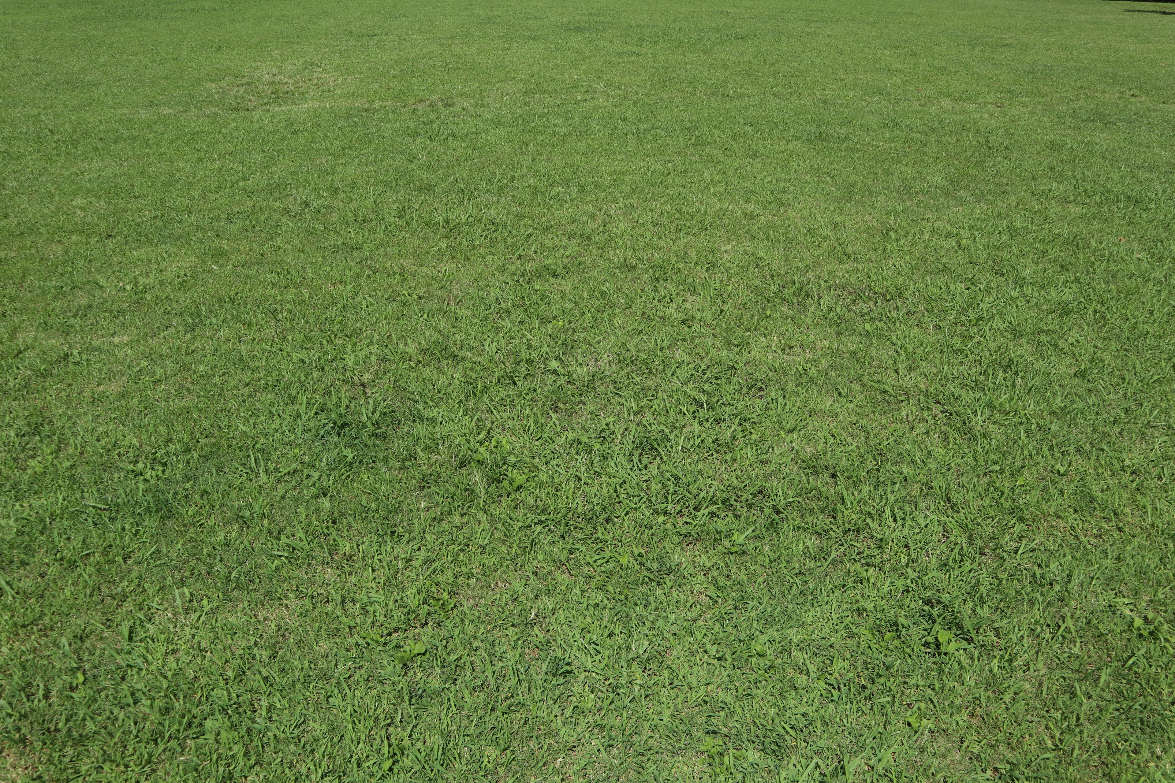 Vast green grass field with a uniform texture