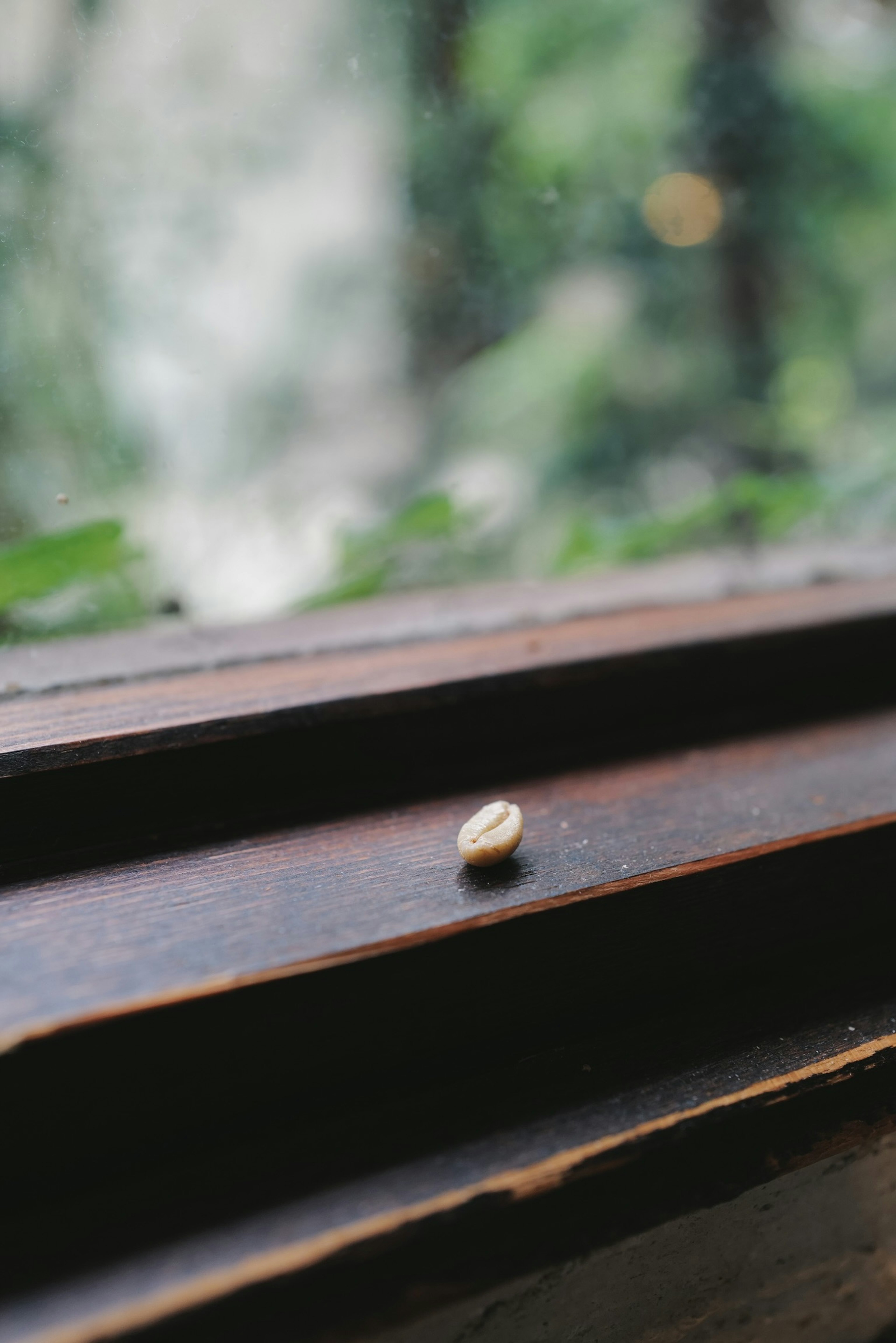 A small coffee bean resting on a wooden window sill with a blurred green background