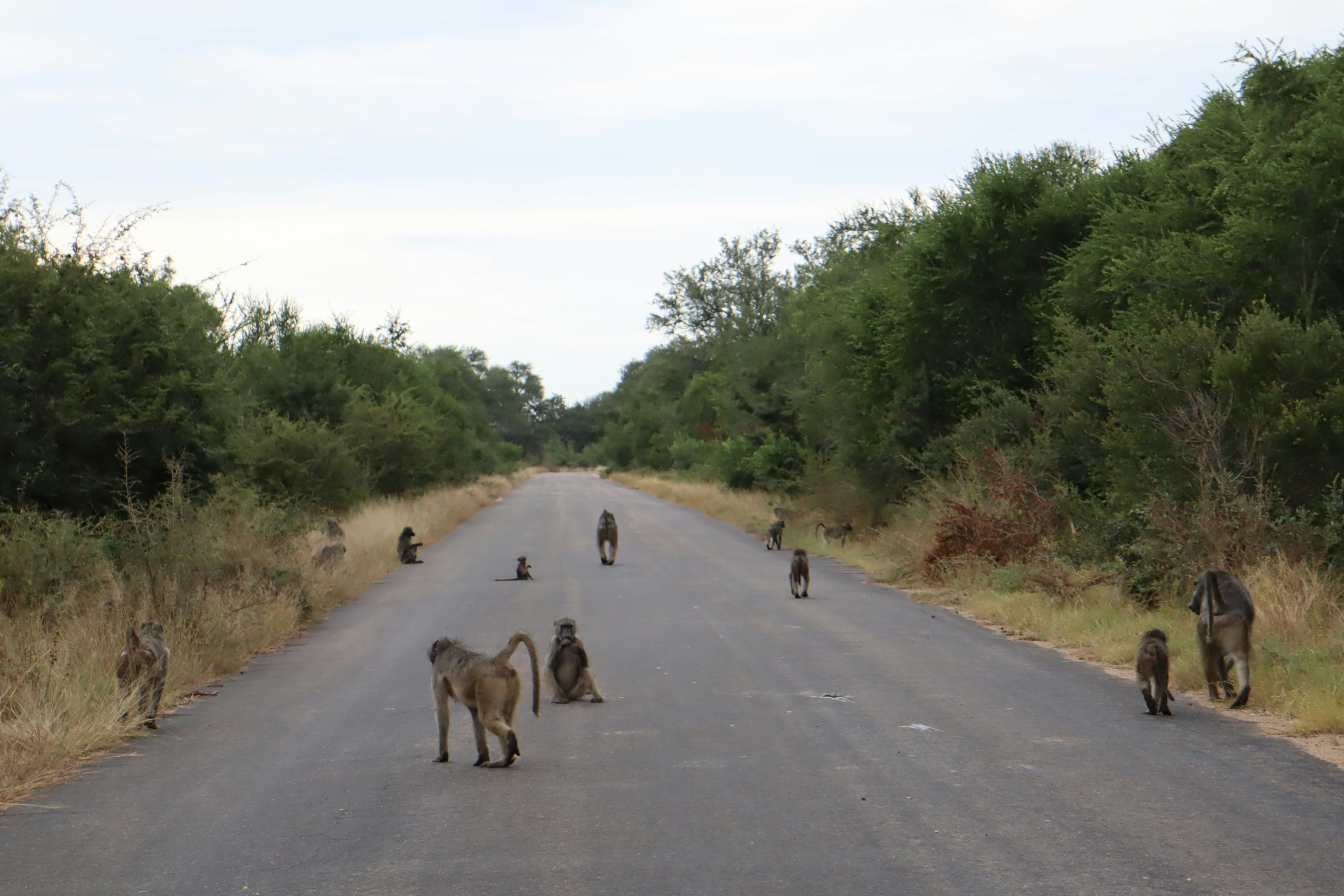 A group of baboons crossing a road in a natural setting