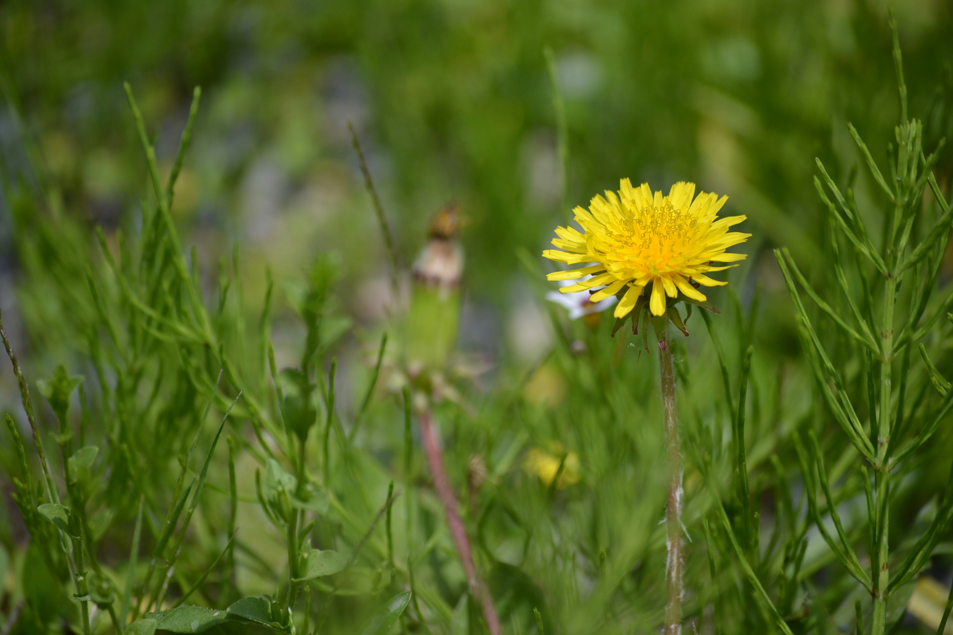 Eine gelbe Löwenzahnblüte zwischen grünem Gras