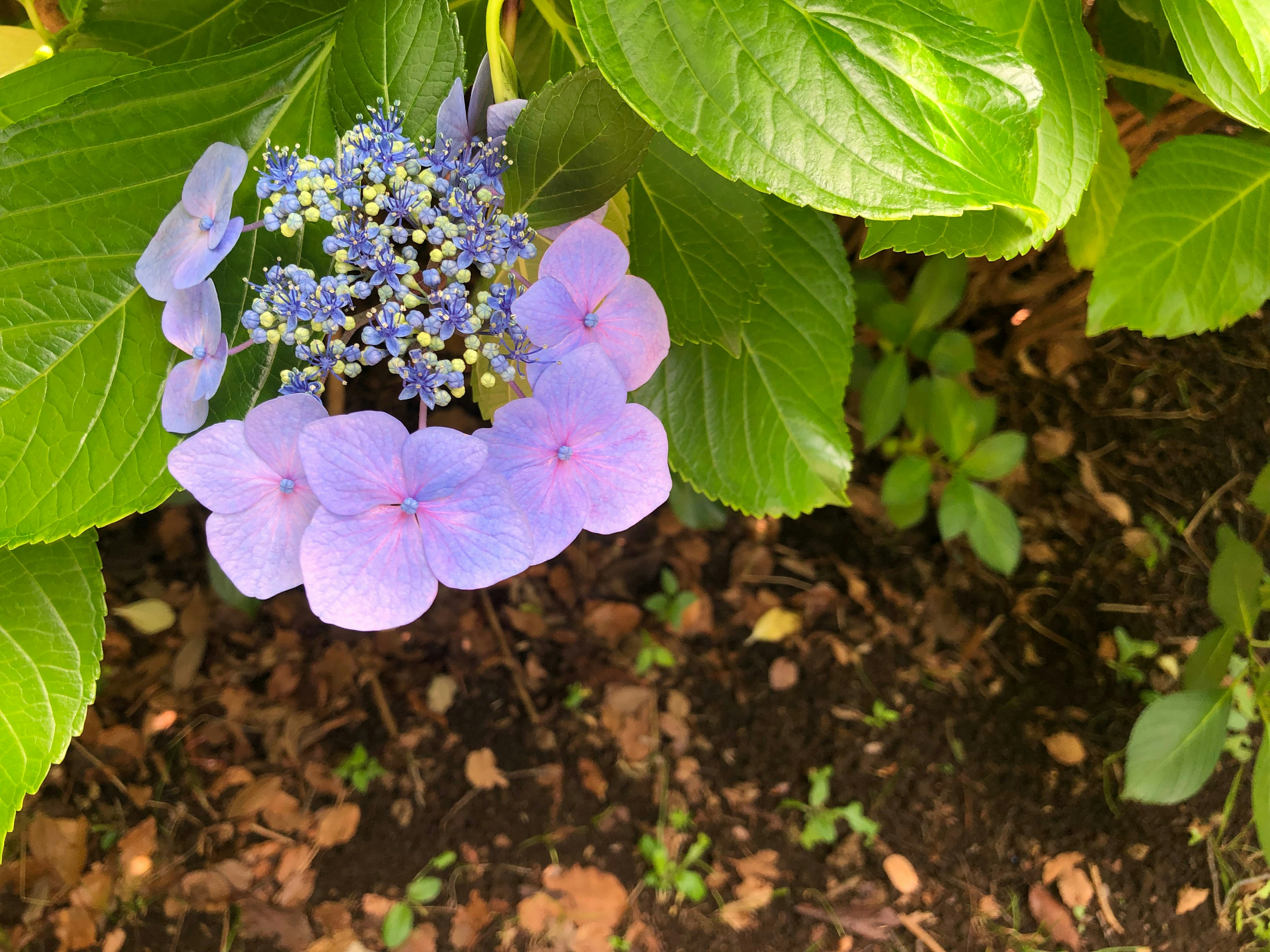 Bellissimo paesaggio di giardino con fiori blu-viola e foglie verdi