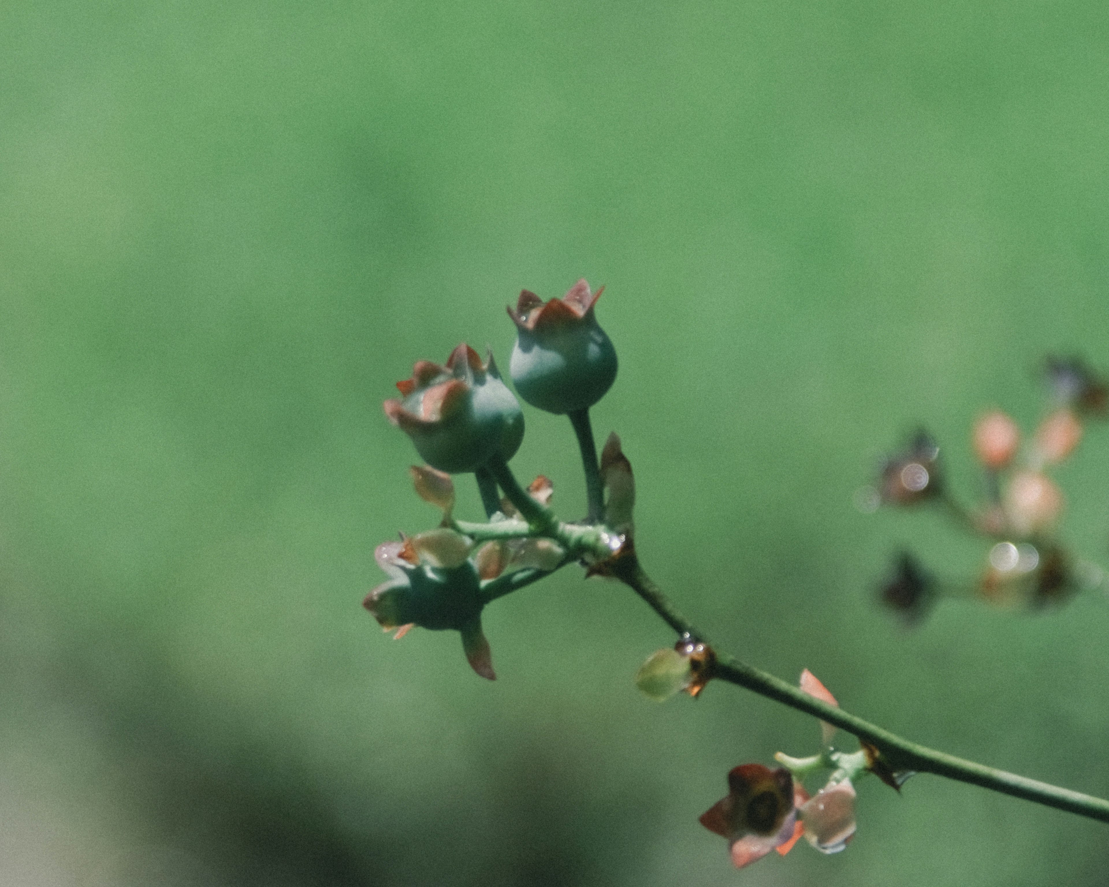 Close-up of a blueberry branch with small green berries against a blurred green background